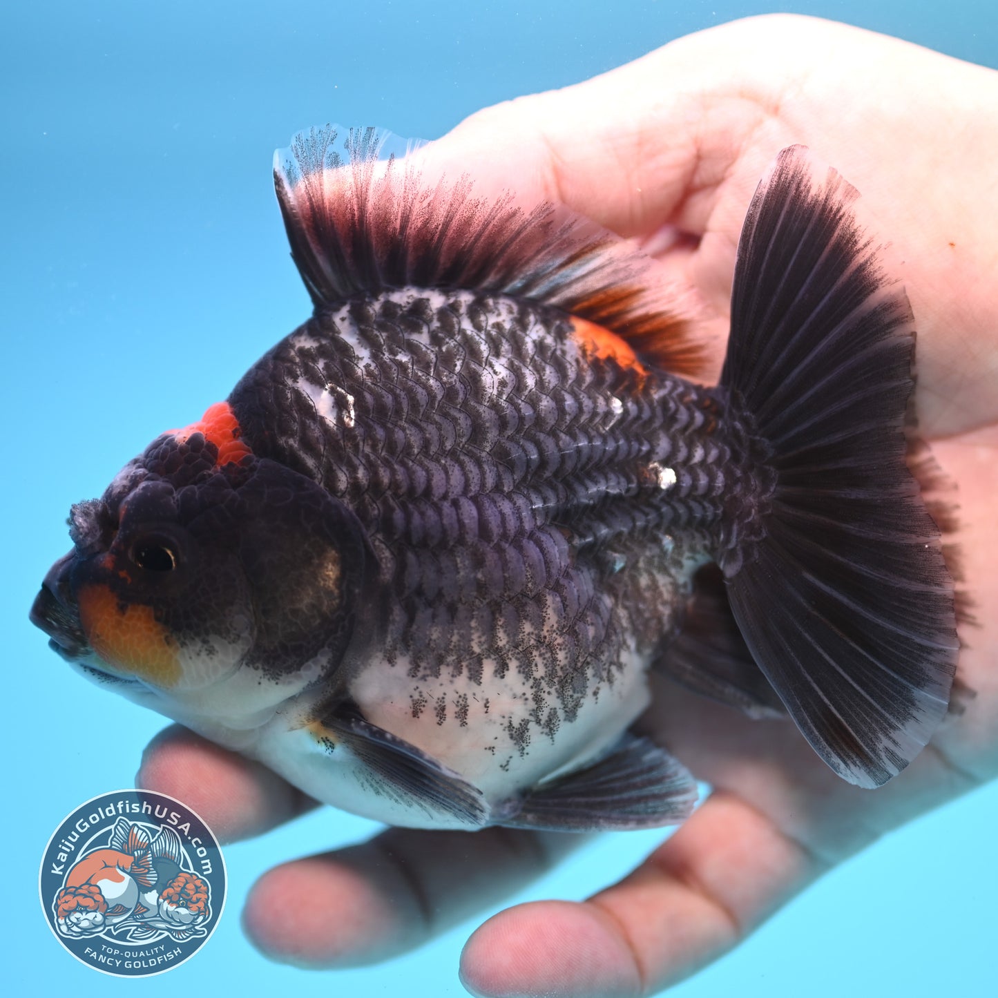 Shogun Kirin Oranda 4 inch Body (250815_OR05)