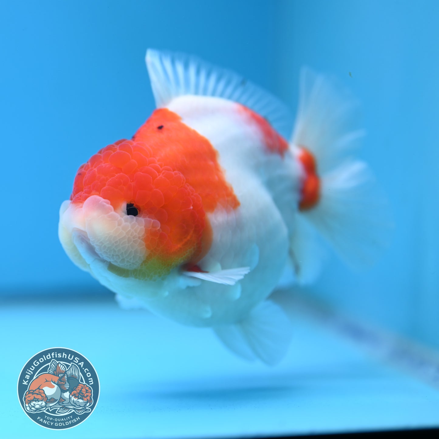 Sakura Oranda 4 inch Body (250613_OR05)