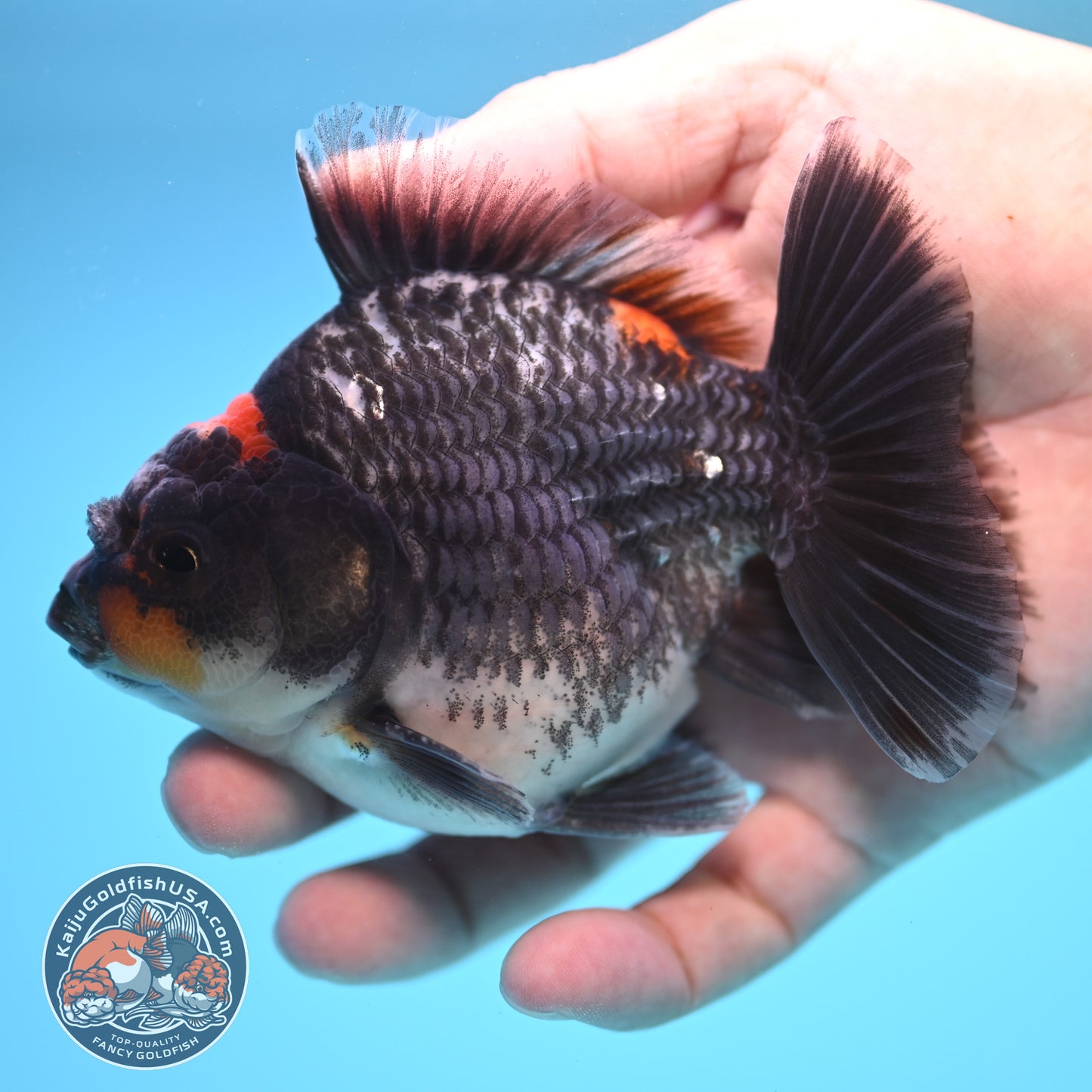 Shogun Kirin Oranda 4 inch Body (250815_OR05)