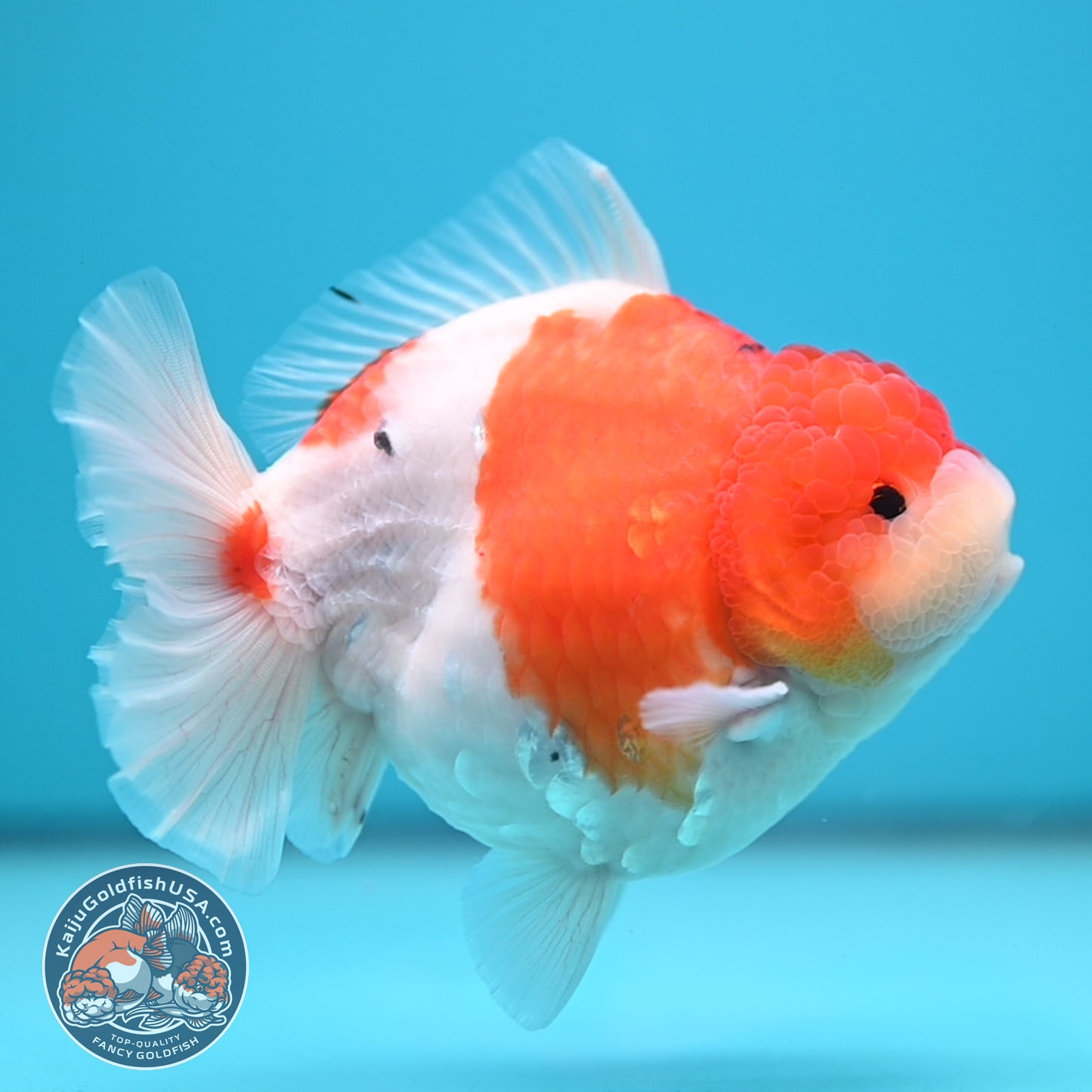 Sakura Oranda 4 inch Body (250613_OR05)