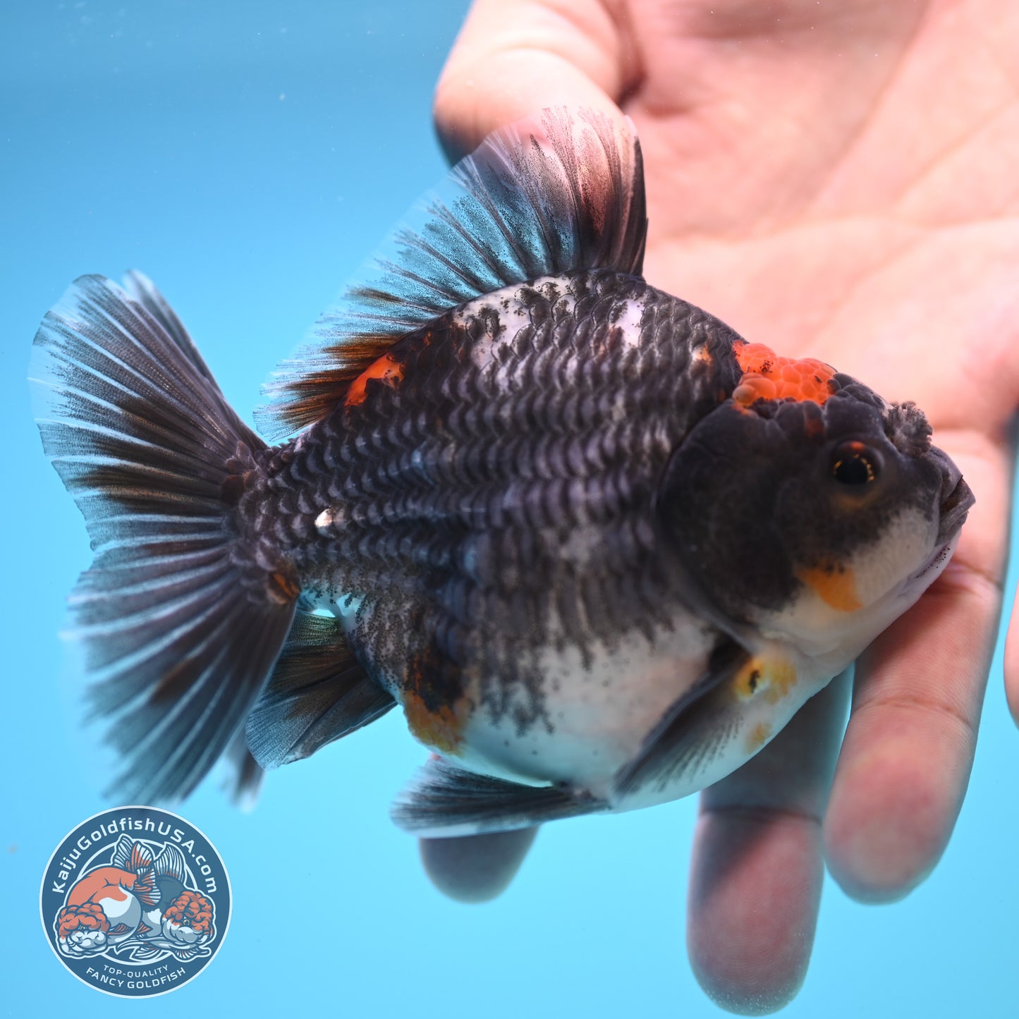 Shogun Kirin Oranda 4 inch Body (250815_OR05)