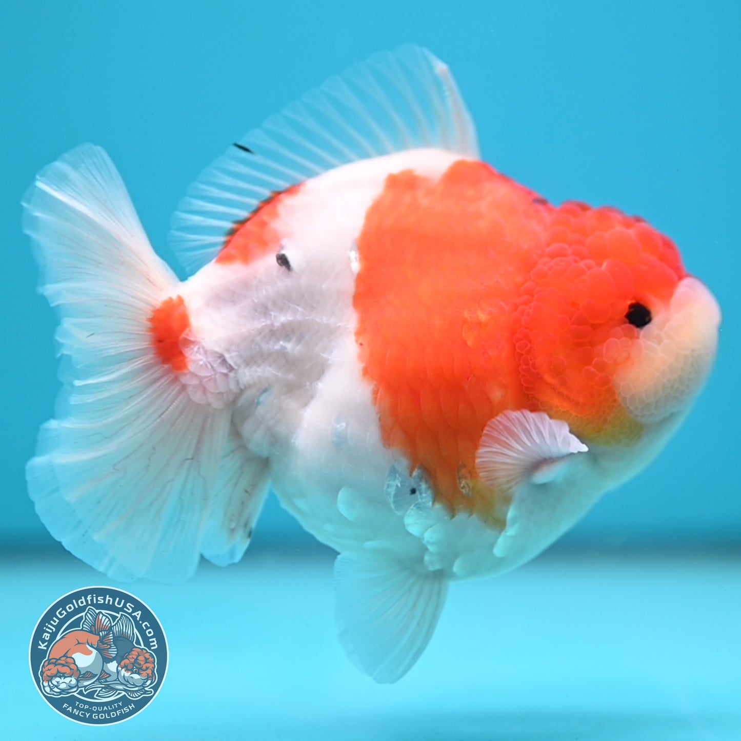 Sakura Oranda 4 inch Body (250613_OR05)