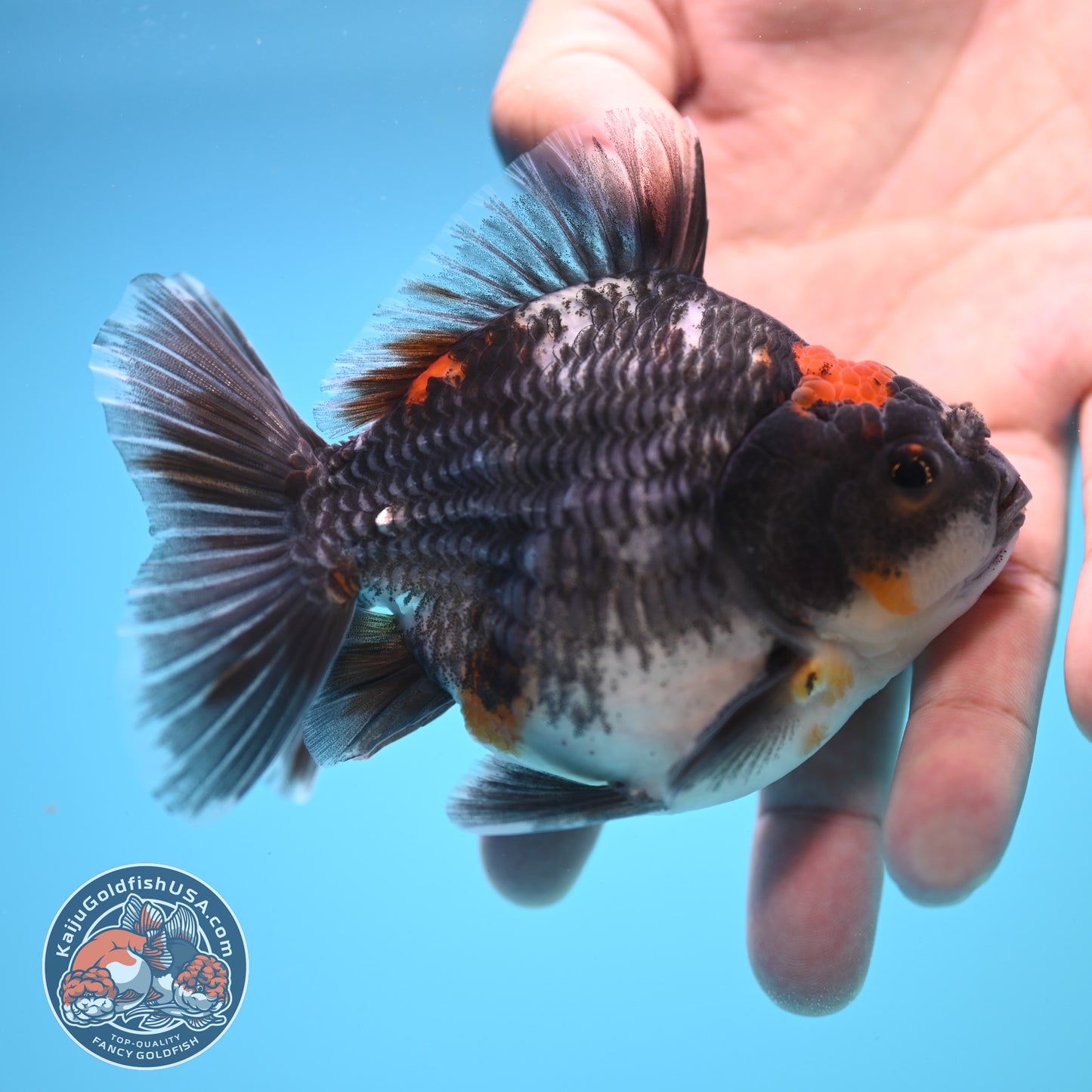 Shogun Kirin Oranda 4 inch Body (250815_OR05)