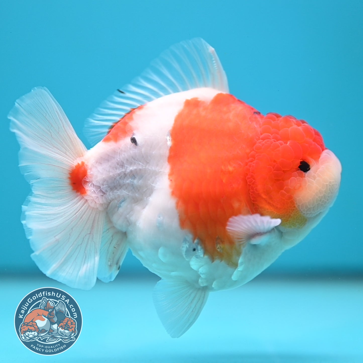 Sakura Oranda 4 inch Body (250613_OR05)