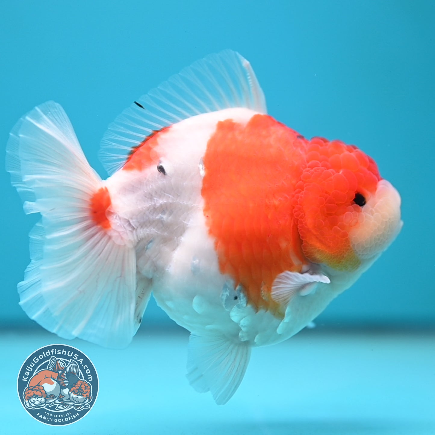 Sakura Oranda 4 inch Body (250613_OR05)