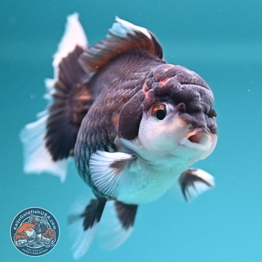 Tricolor Oranda 3 inches Body (250502_OR05)