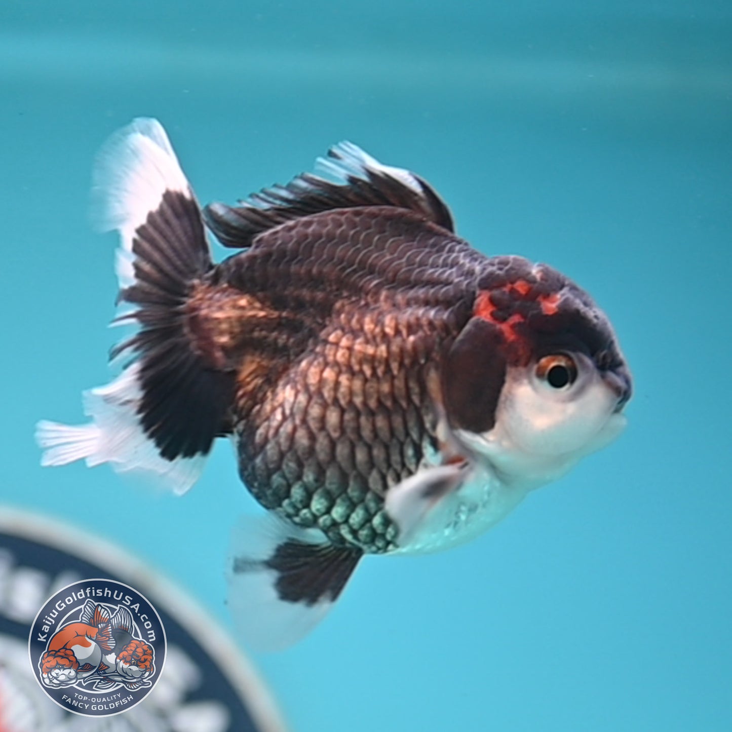 FREE2DAY Shipping - Tricolor Oranda 3 inches Body (250502_OR05)