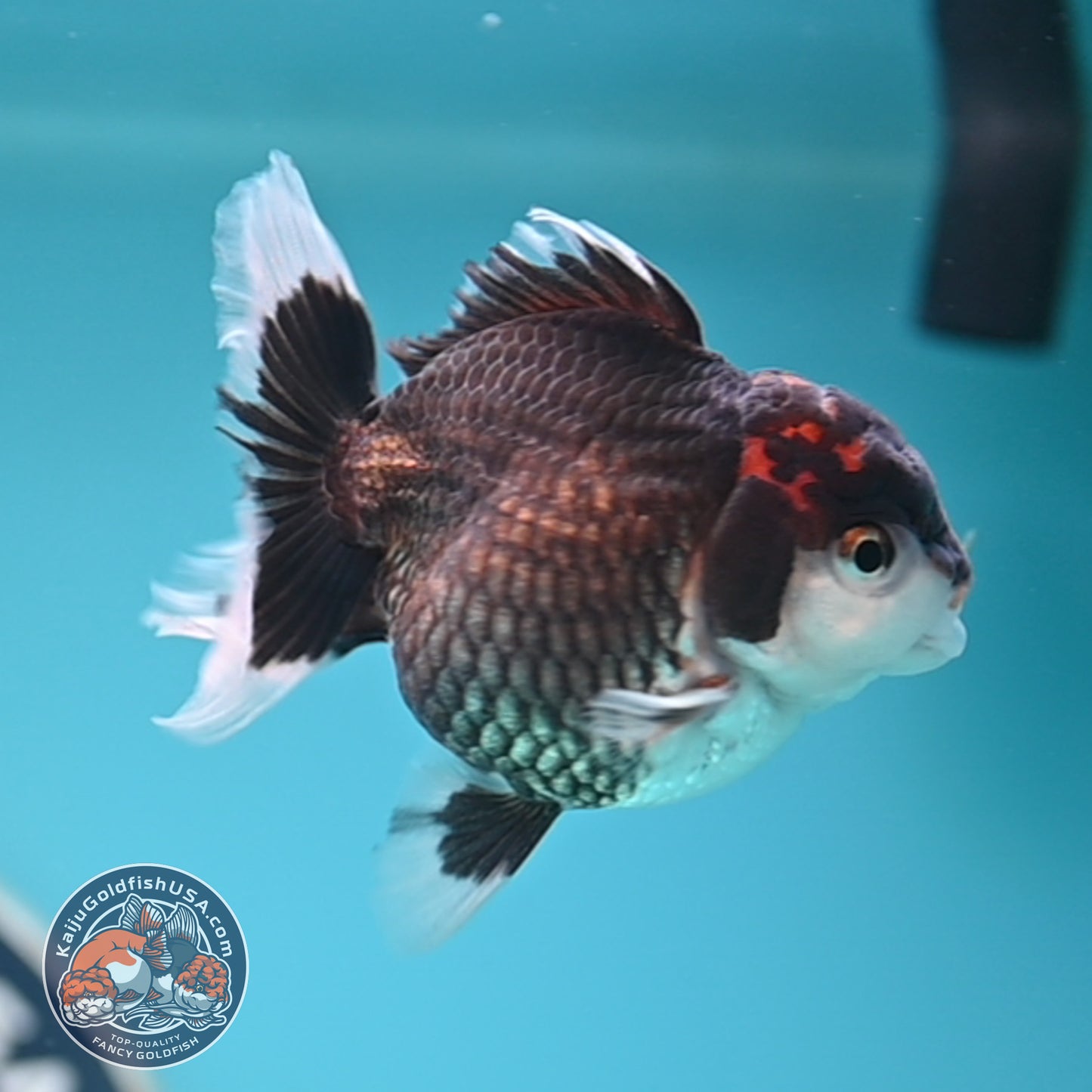 FREE2DAY Shipping - Tricolor Oranda 3 inches Body (250502_OR05)