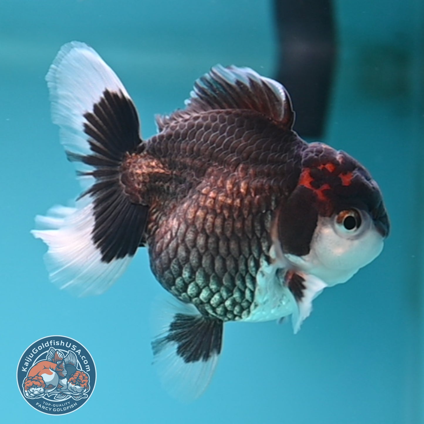 FREE2DAY Shipping - Tricolor Oranda 3 inches Body (250502_OR05)