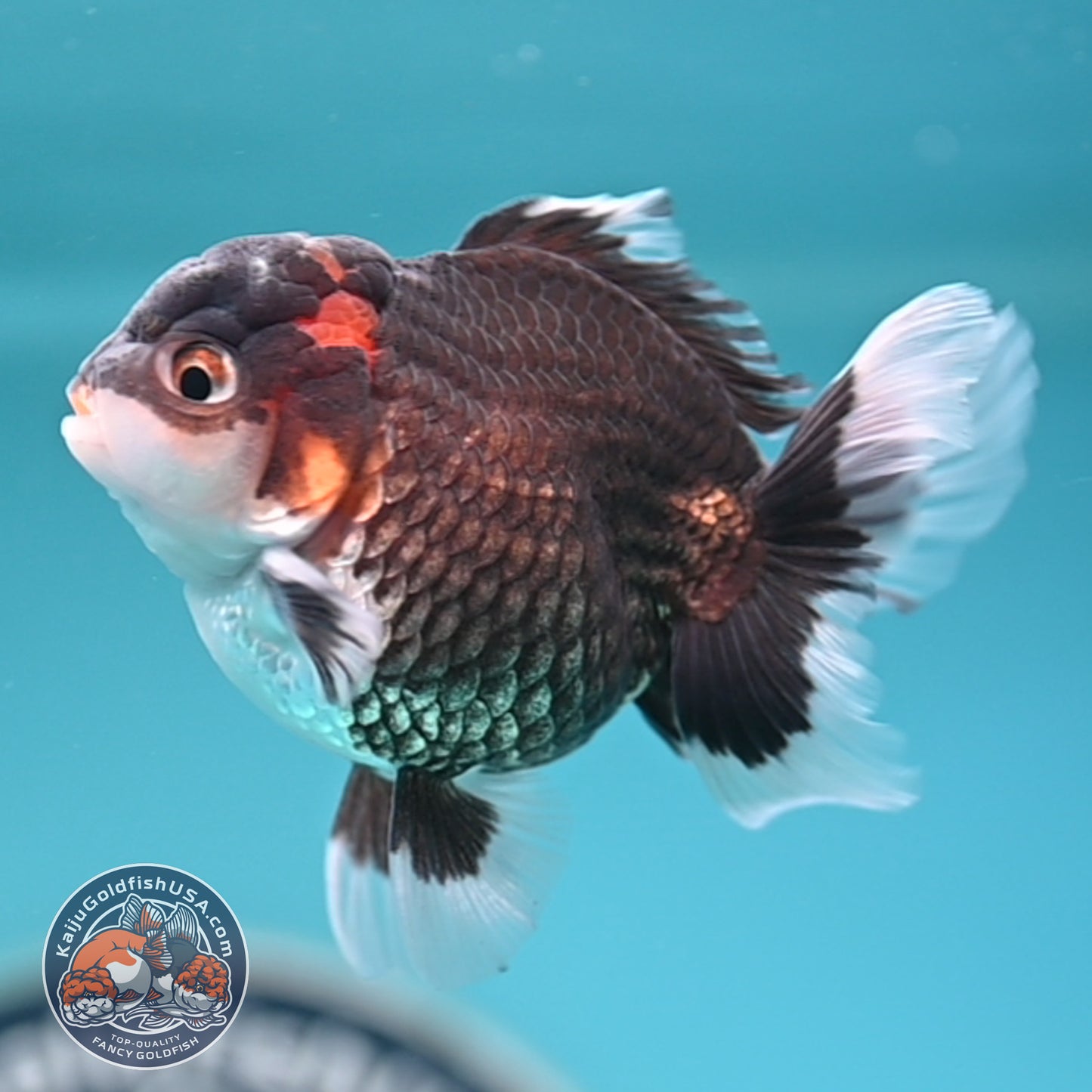 FREE2DAY Shipping - Tricolor Oranda 3 inches Body (250502_OR05)