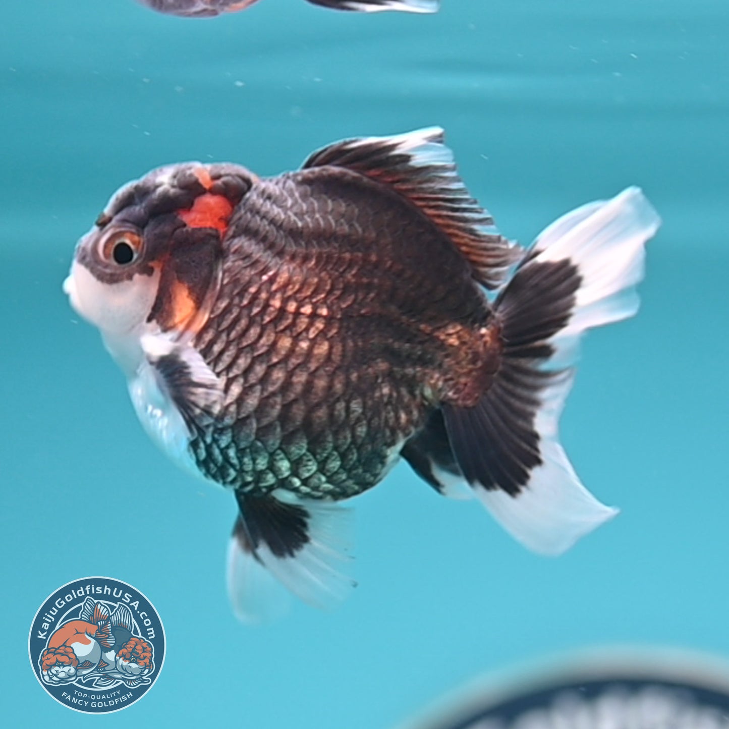 FREE2DAY Shipping - Tricolor Oranda 3 inches Body (250502_OR05)