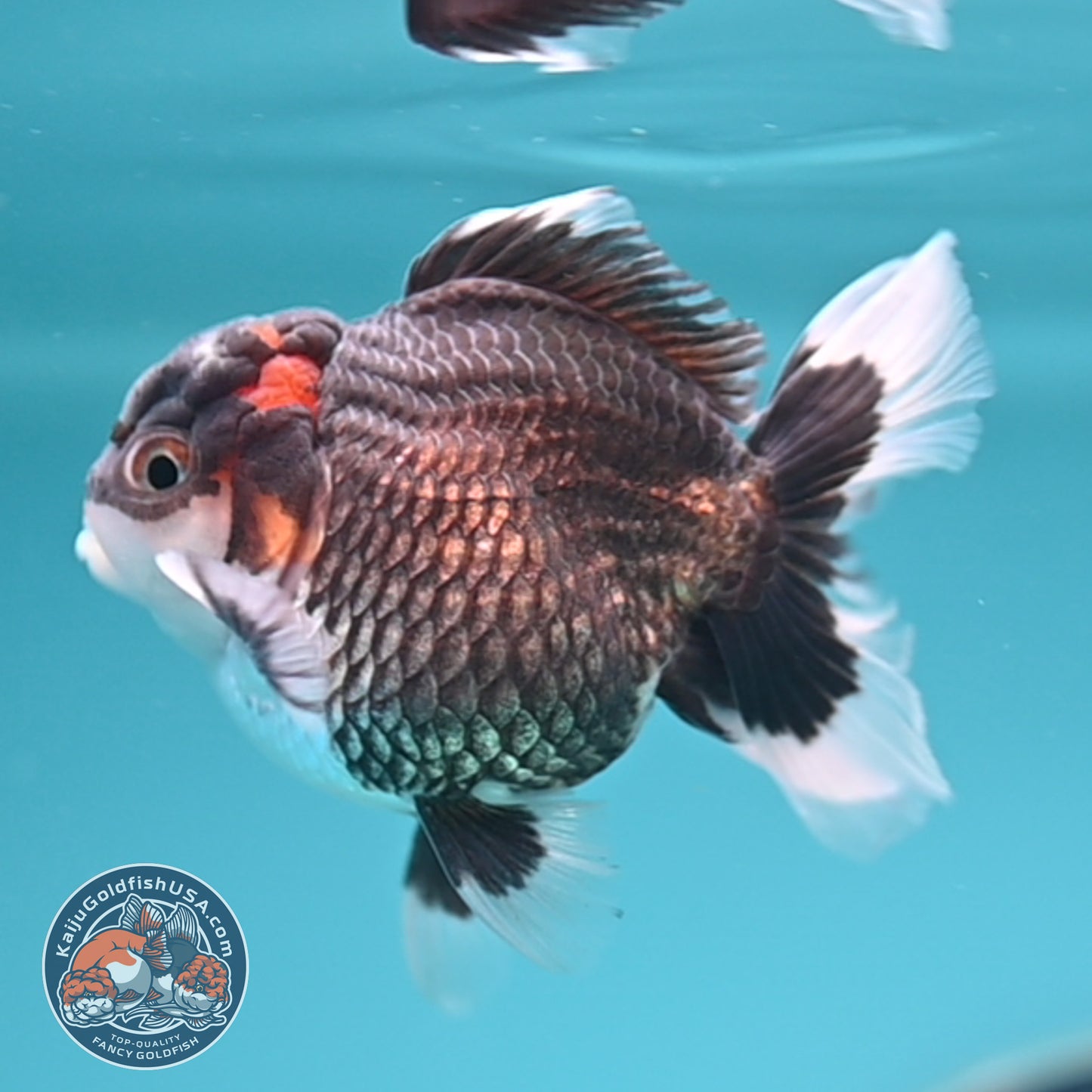 FREE2DAY Shipping - Tricolor Oranda 3 inches Body (250502_OR05)