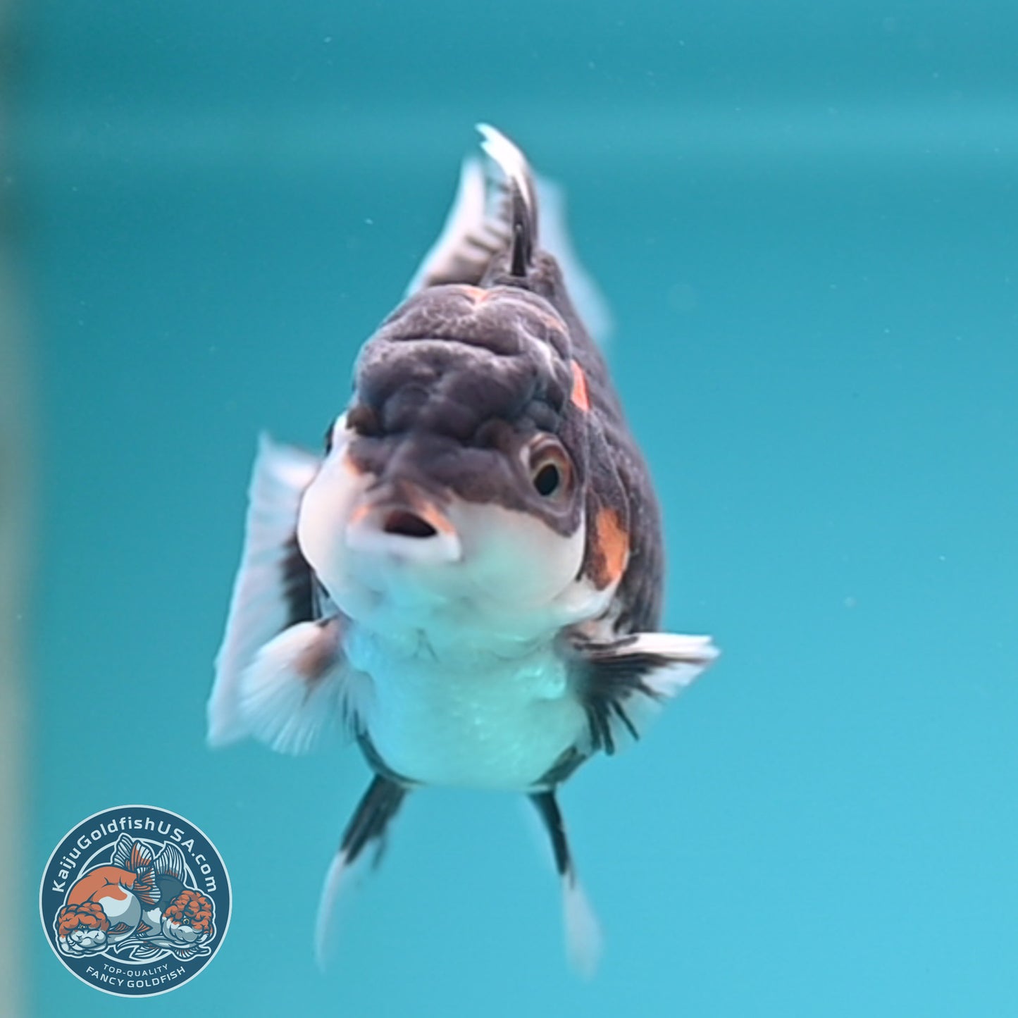 FREE2DAY Shipping - Tricolor Oranda 3 inches Body (250502_OR05)