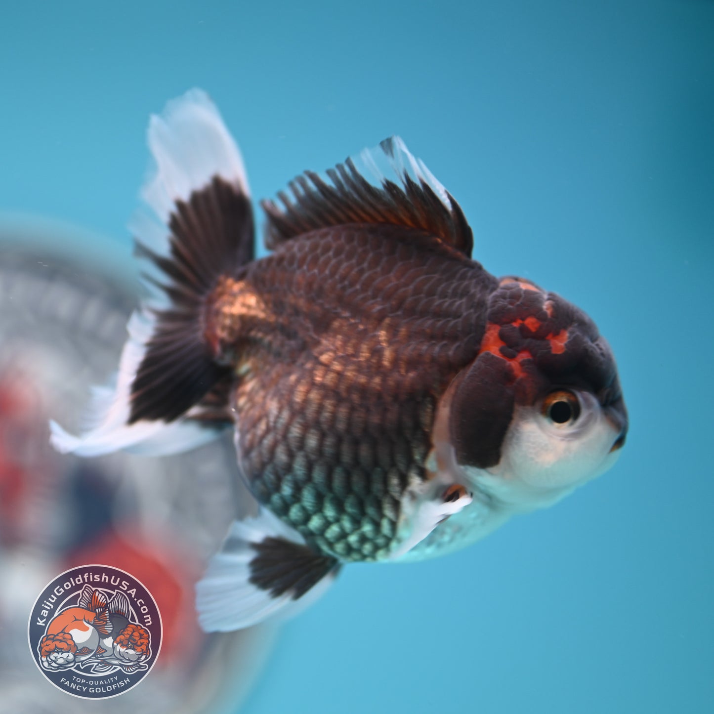 FREE2DAY Shipping - Tricolor Oranda 3 inches Body (250502_OR05)