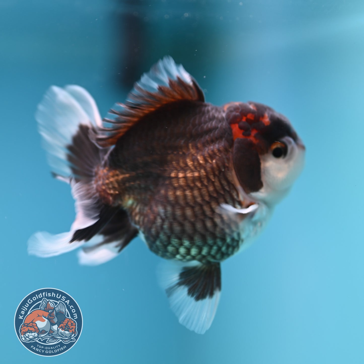 FREE2DAY Shipping - Tricolor Oranda 3 inches Body (250502_OR05)