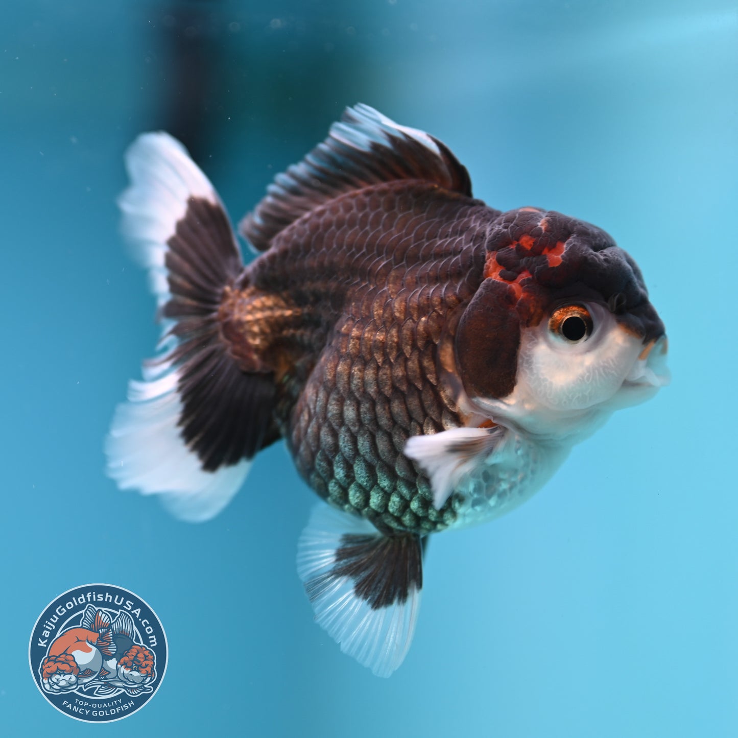 FREE2DAY Shipping - Tricolor Oranda 3 inches Body (250502_OR05)