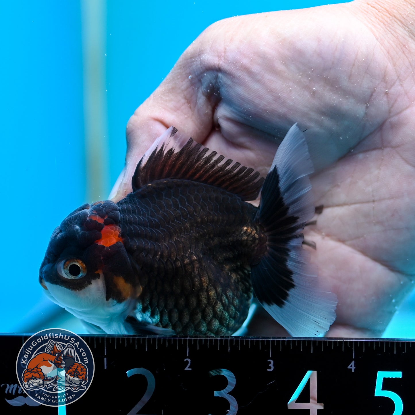 FREE2DAY Shipping - Tricolor Oranda 3 inches Body (250502_OR05)