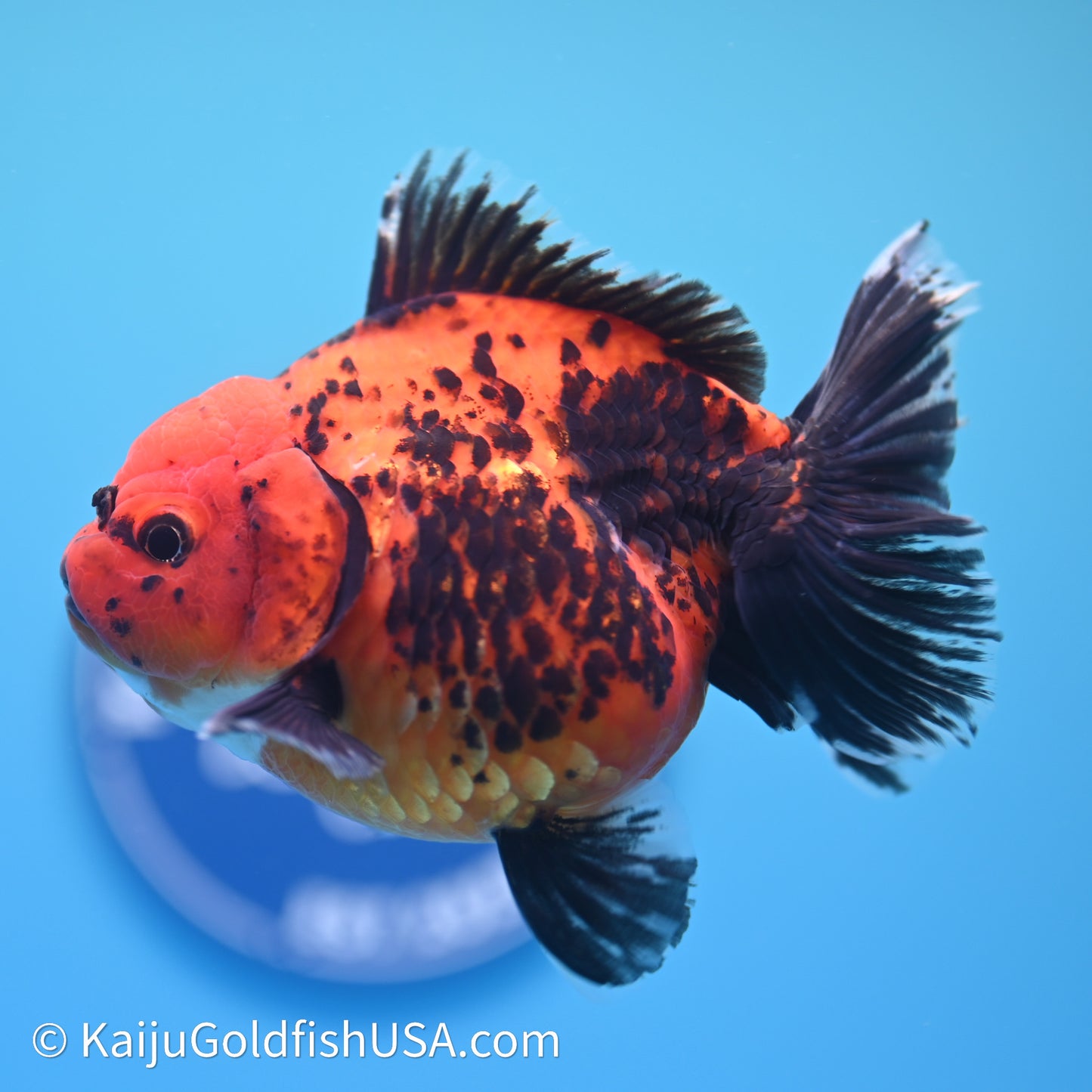 Shogun Godzilla Apache Oranda 3.75in Body (240614_OR06) - Kaiju Goldfish USA