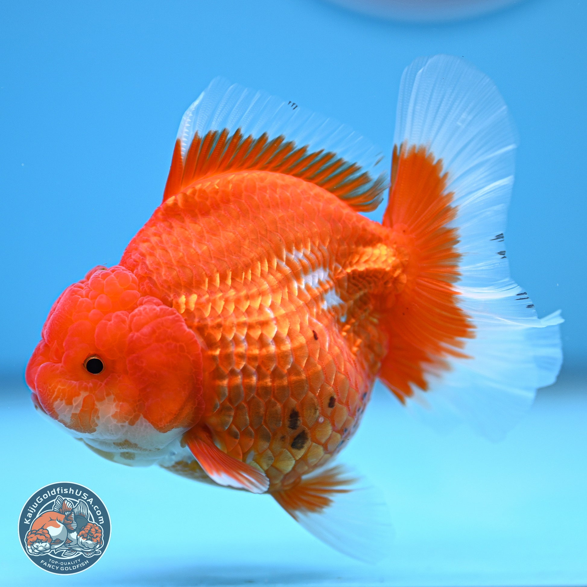 Red White Rose Tail Oranda 4.5 inches - Female (241129_OR06) - Kaiju Goldfish USA