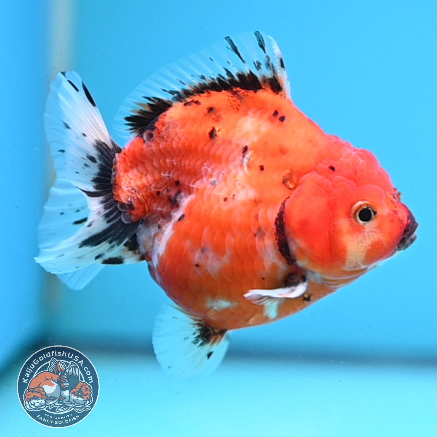 Shogun Tricolor Sakura Oranda 3.5 inches Body - Female (250418_OR06)