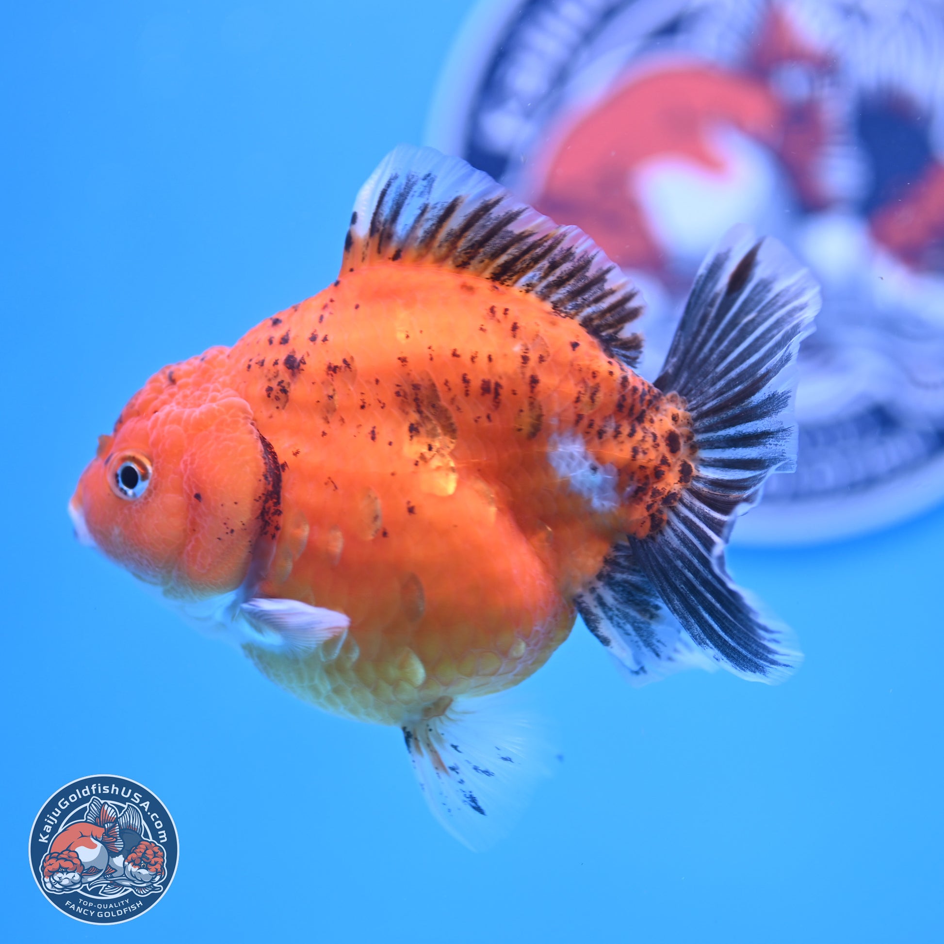 Shogun Tricolor Sakura YuanBao Oranda 3.75in Body (240802_OR06) - Kaiju Goldfish USA