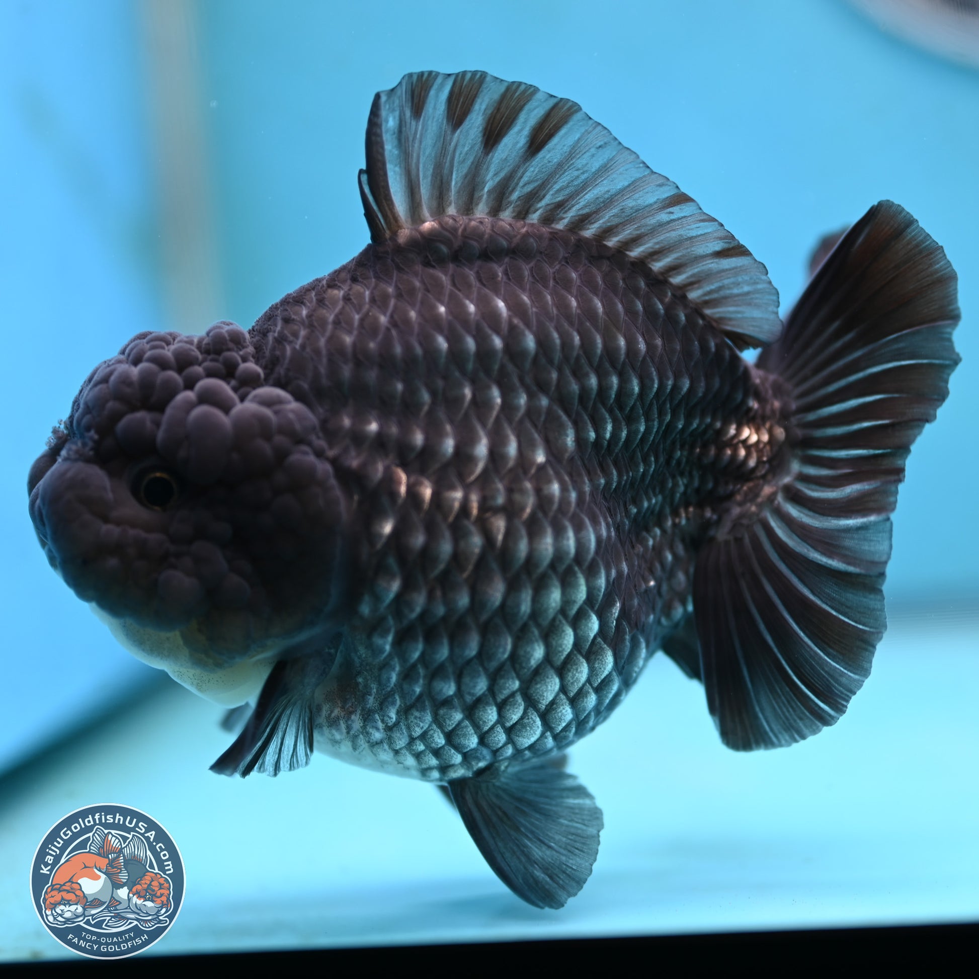 Big Black Metallic YuanBao Oranda 4.5 inches Body - Female (250117_OR06) - Kaiju Goldfish USA