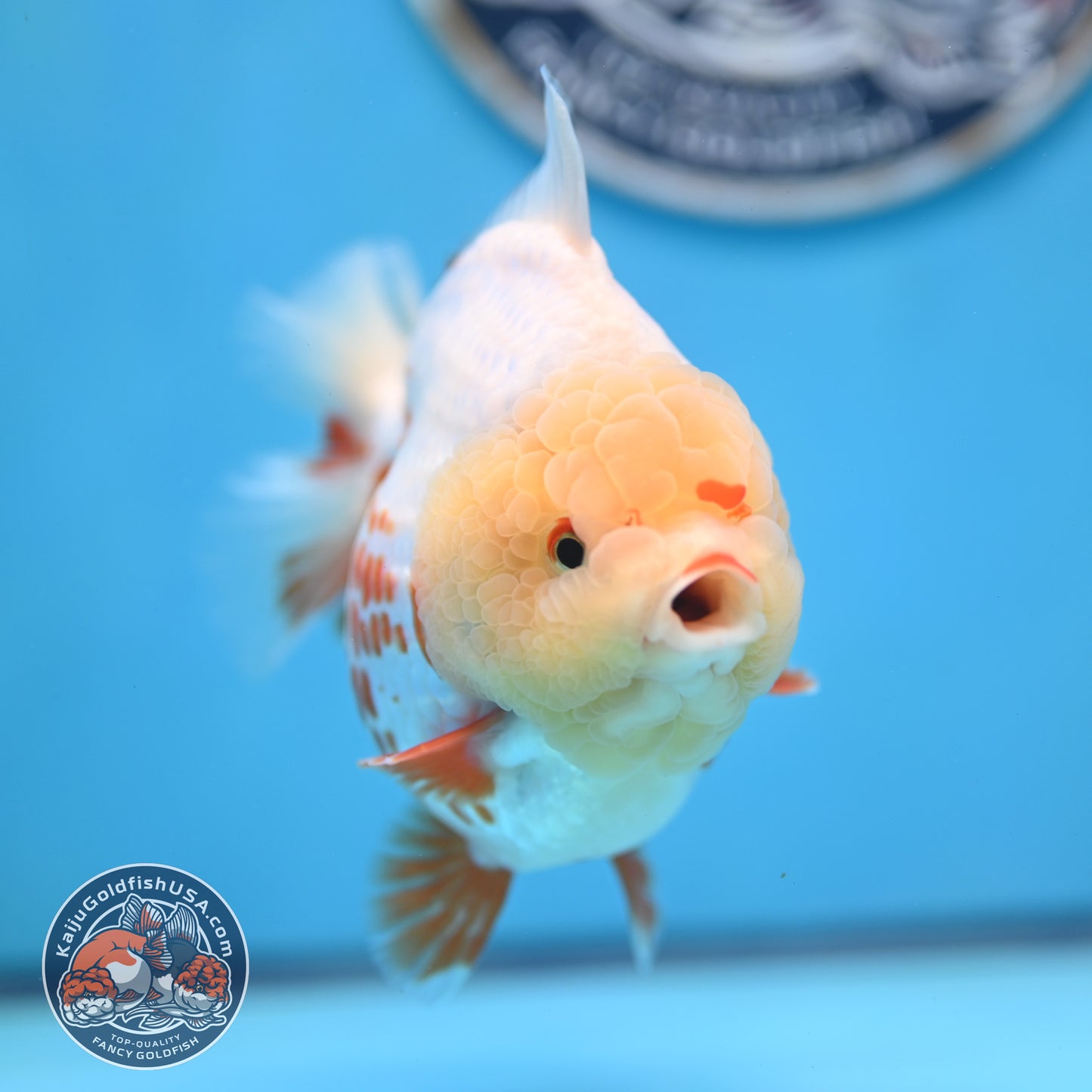 Deer Spot Red White YuanBao Oranda 3.7 inches Body (250516_OR06)