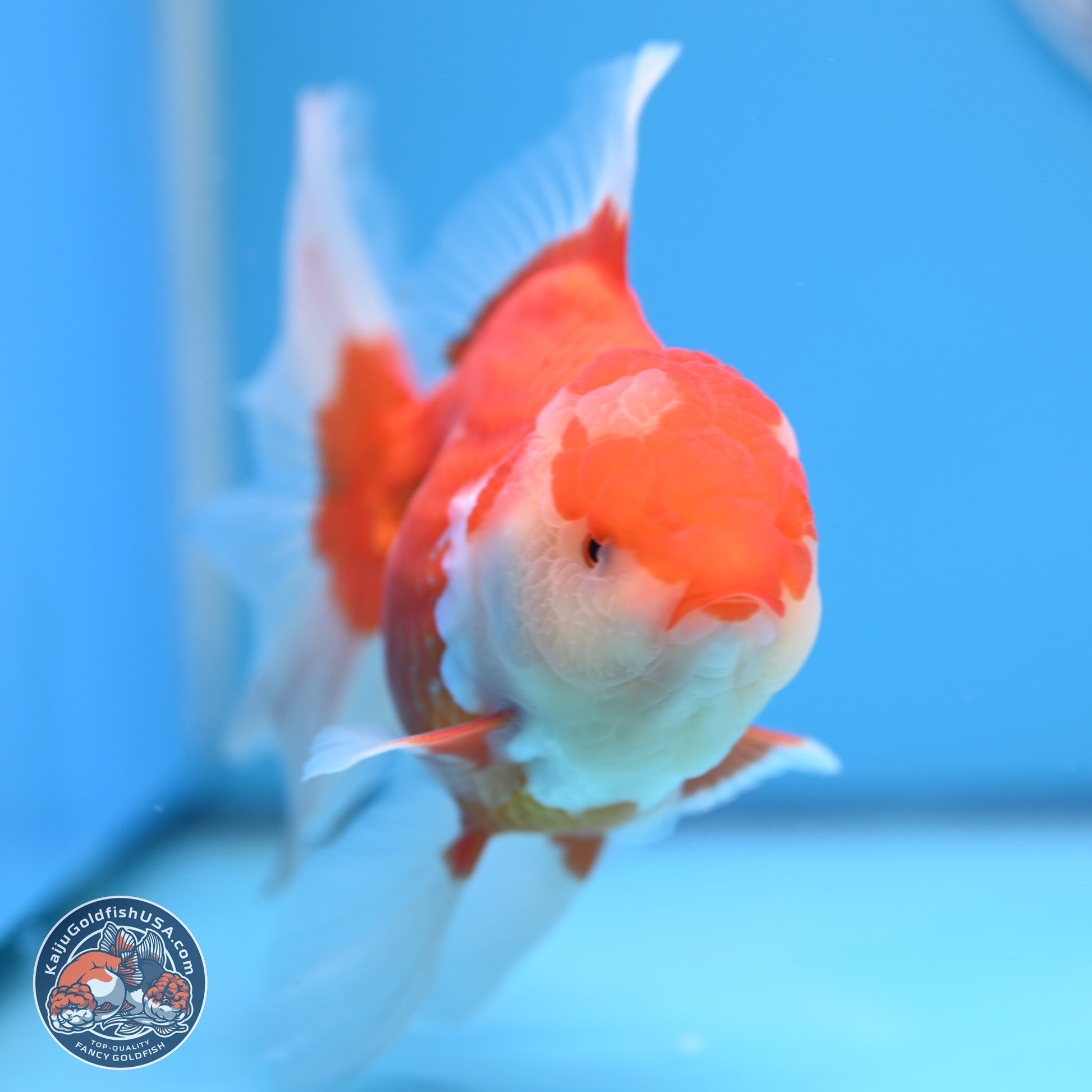 Red White Rose Tail Oranda 4-6 inches (240913_OR06) - Kaiju Goldfish USA