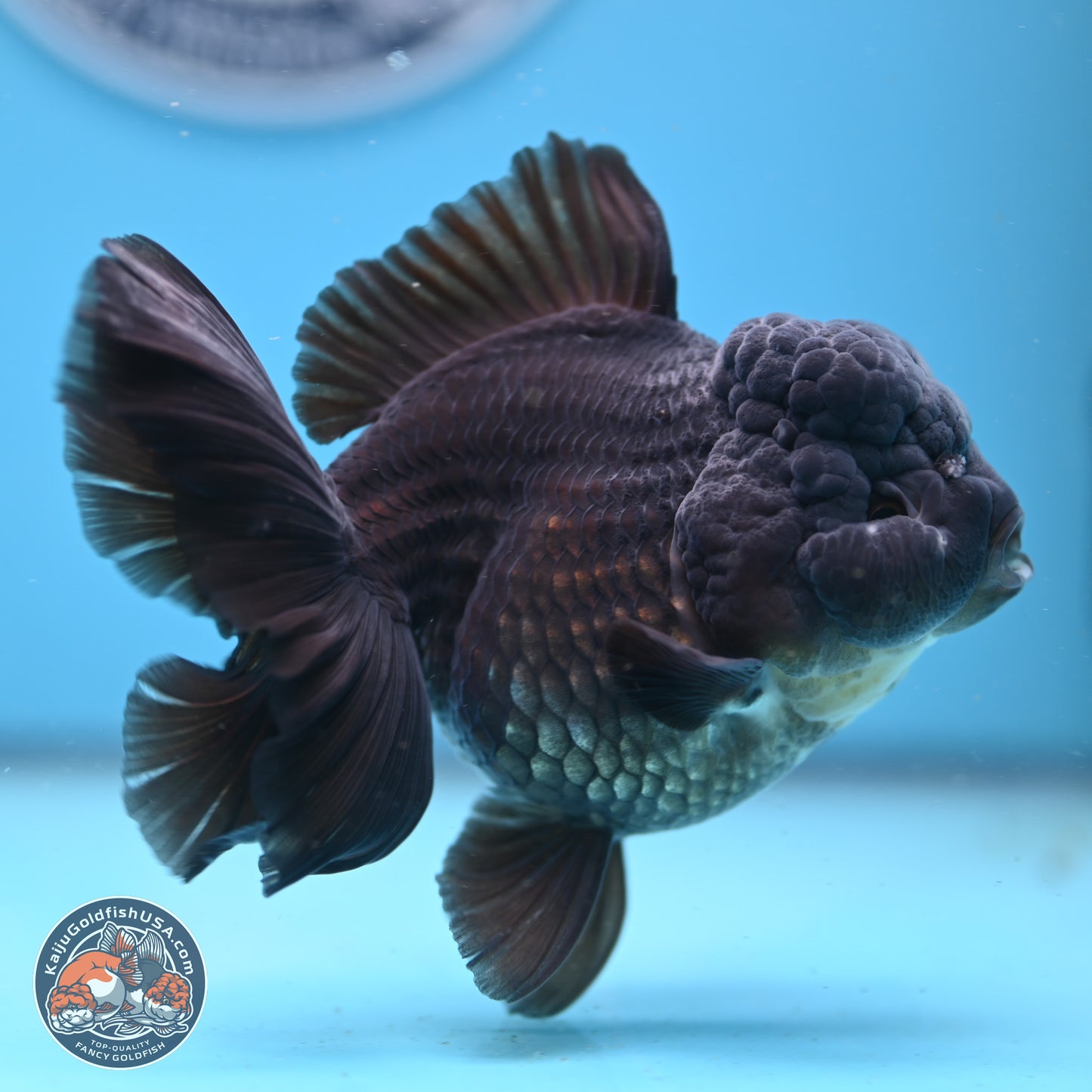 Black Rose Tail Oranda 5 inches - Female (241206_OR06) - Kaiju Goldfish USA