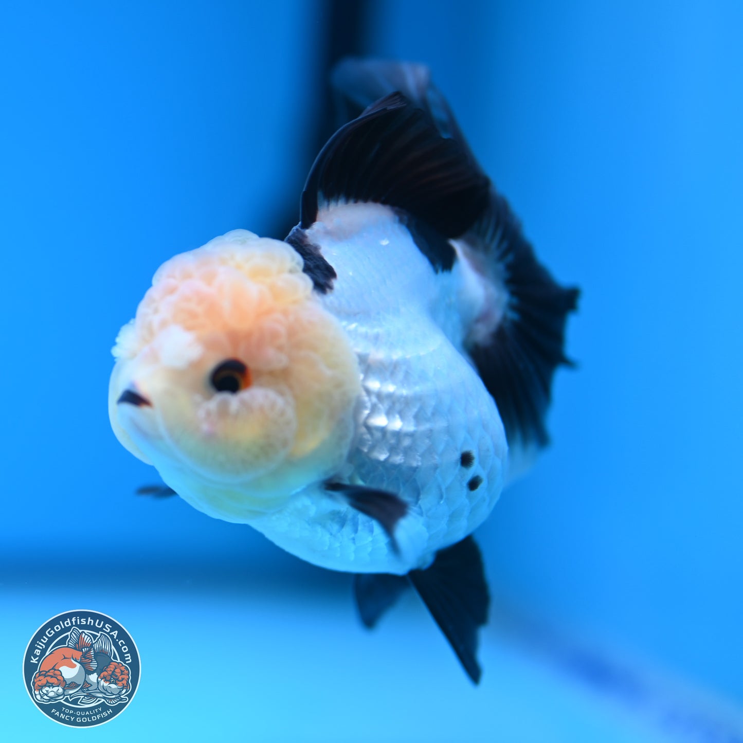 Panda Rose Tail Oranda 4 inches (241101_OR06) - Kaiju Goldfish USA