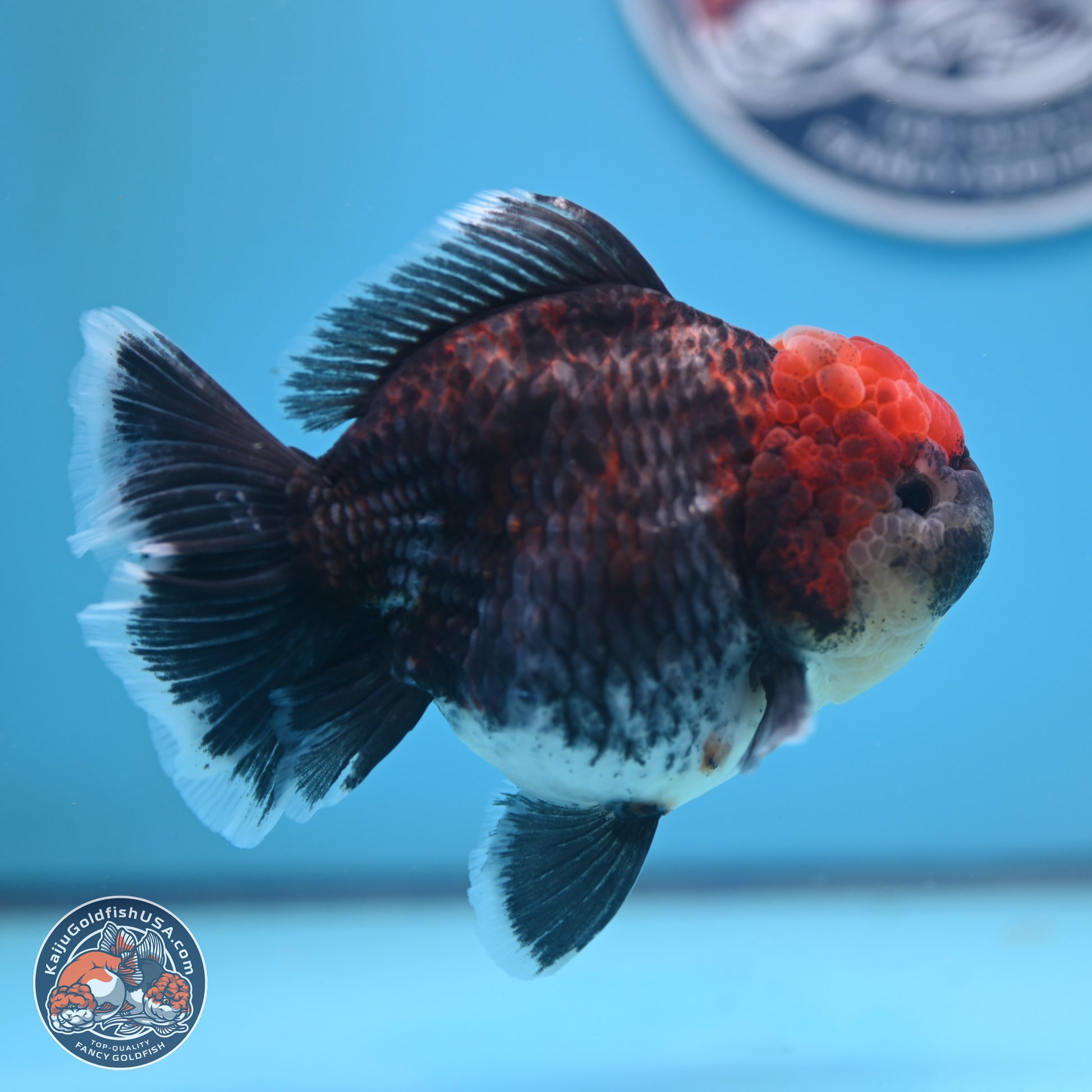 Kirin Rose Tail Oranda 5 inches (241025_OR06) - Kaiju Goldfish USA