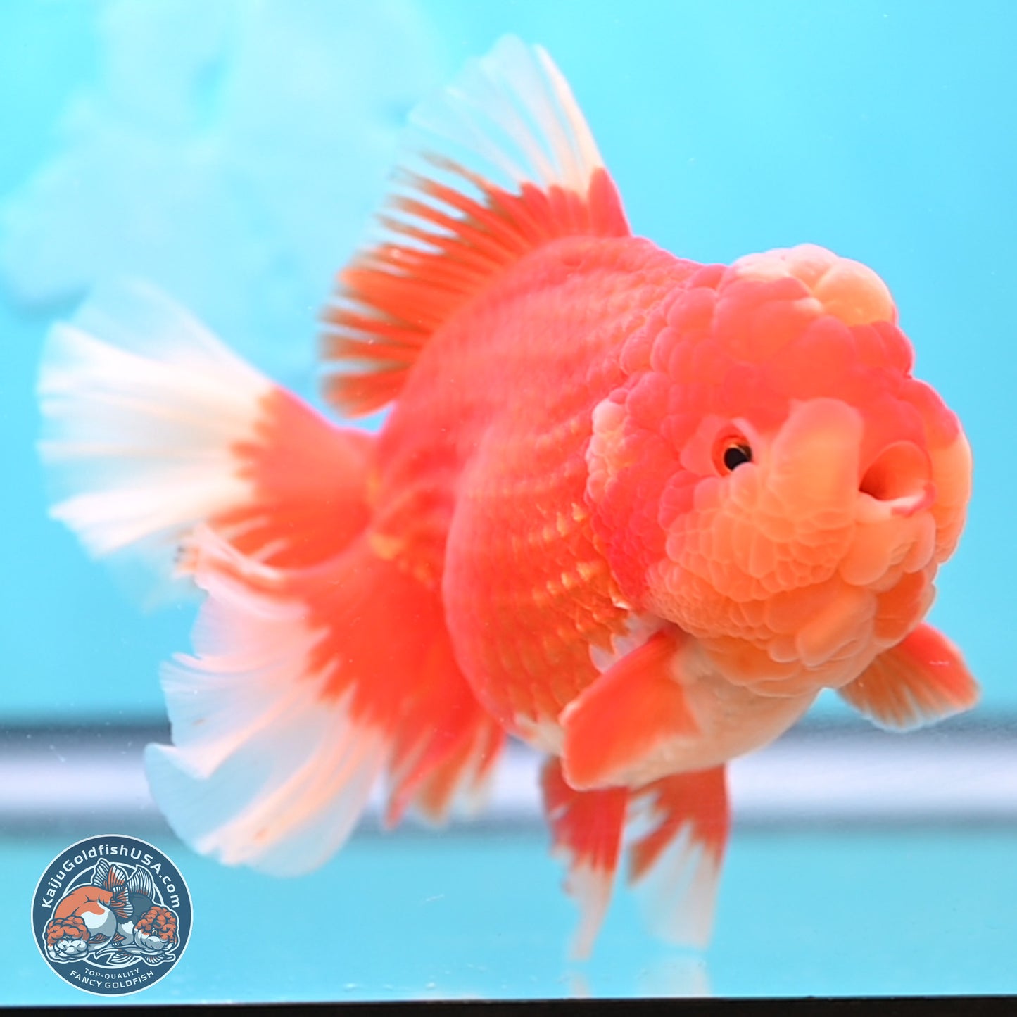 Jumbo Rose Tail Jade Seal Red White Oranda 5.5 inches Body - Female (250131_OR06)