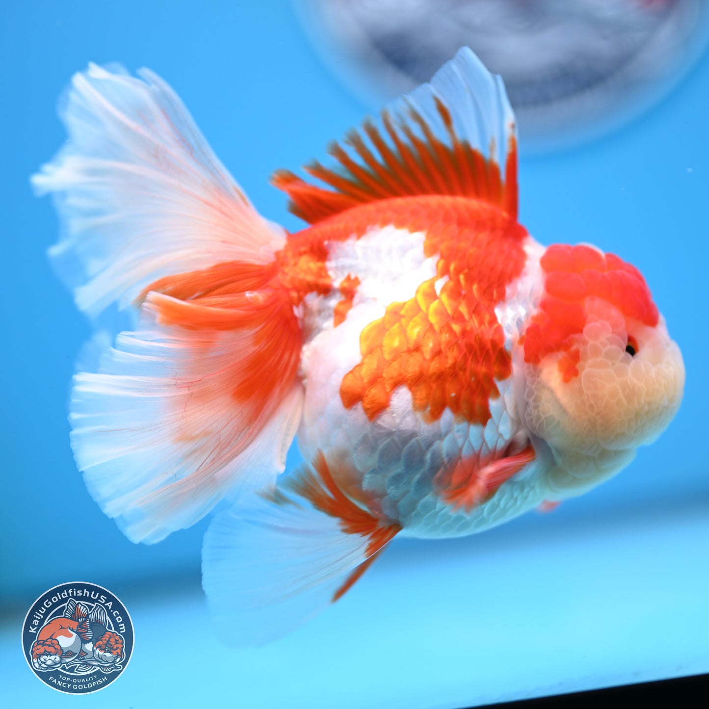 Jade Top Red White Orchid Tail Oranda 3.5 inches Body - Female (250228_OR06)