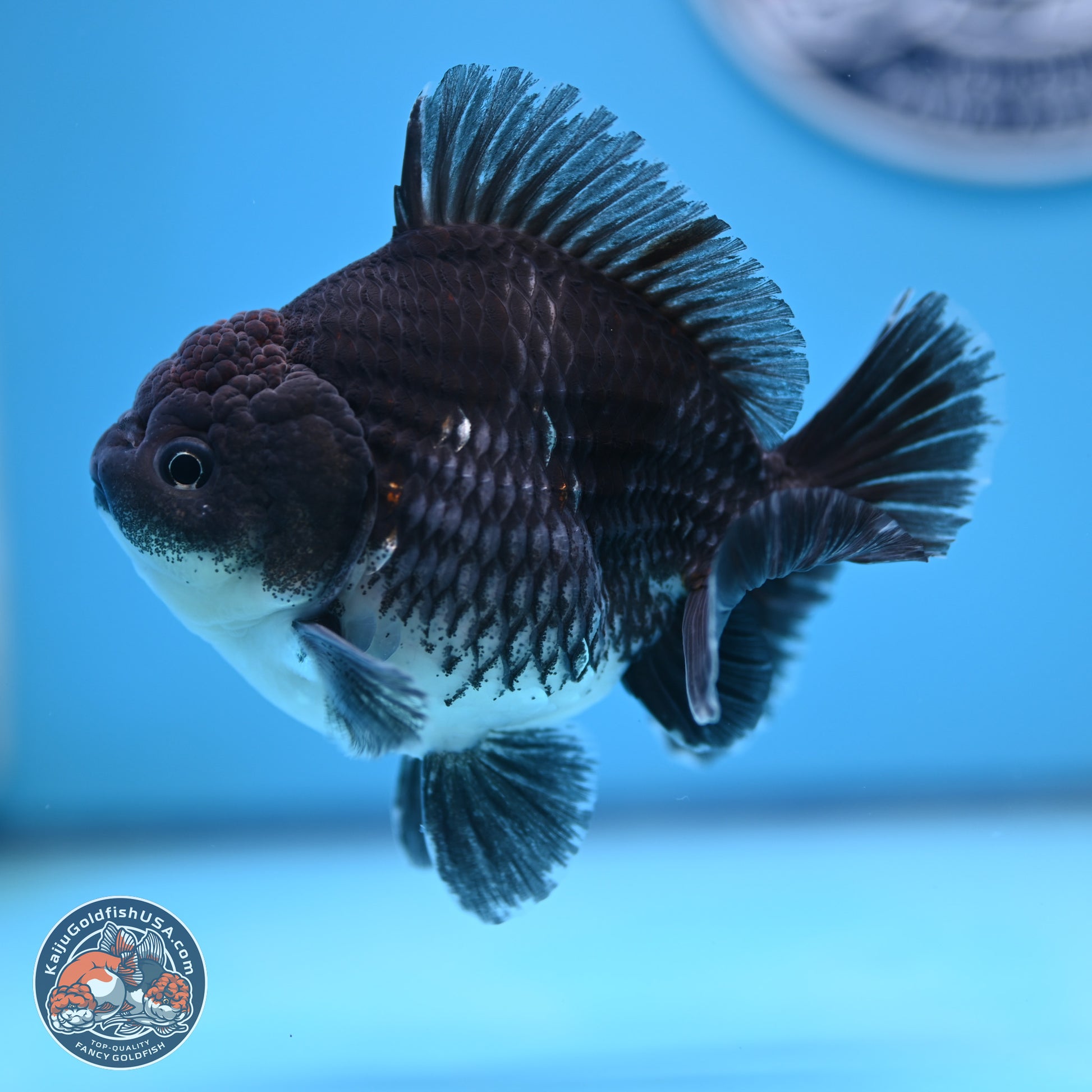 Shogun Kirin Oranda 3.5-4.5 in (241011_OR06) - Kaiju Goldfish USA