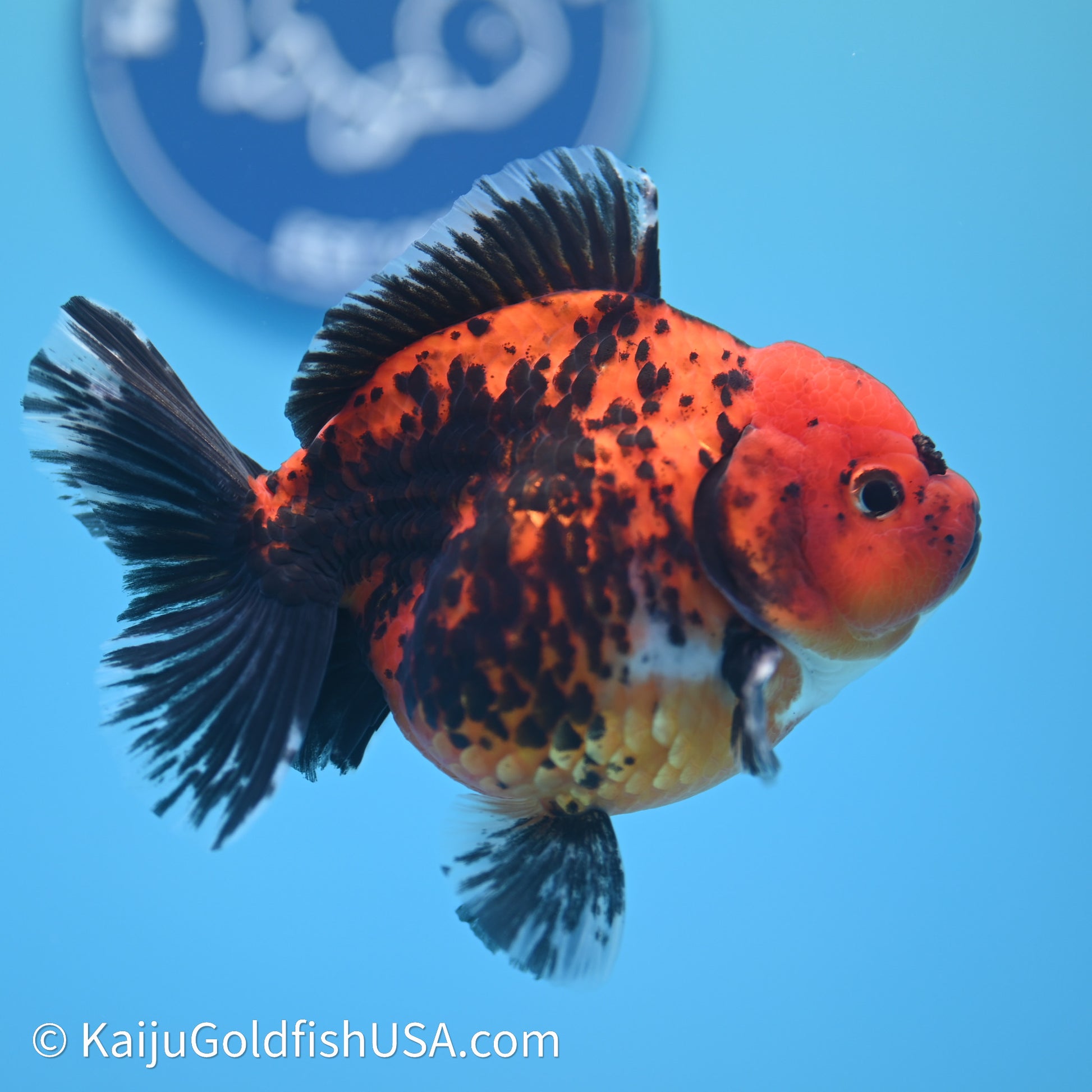 Shogun Godzilla Apache Oranda 3.75in Body (240614_OR06) - Kaiju Goldfish USA