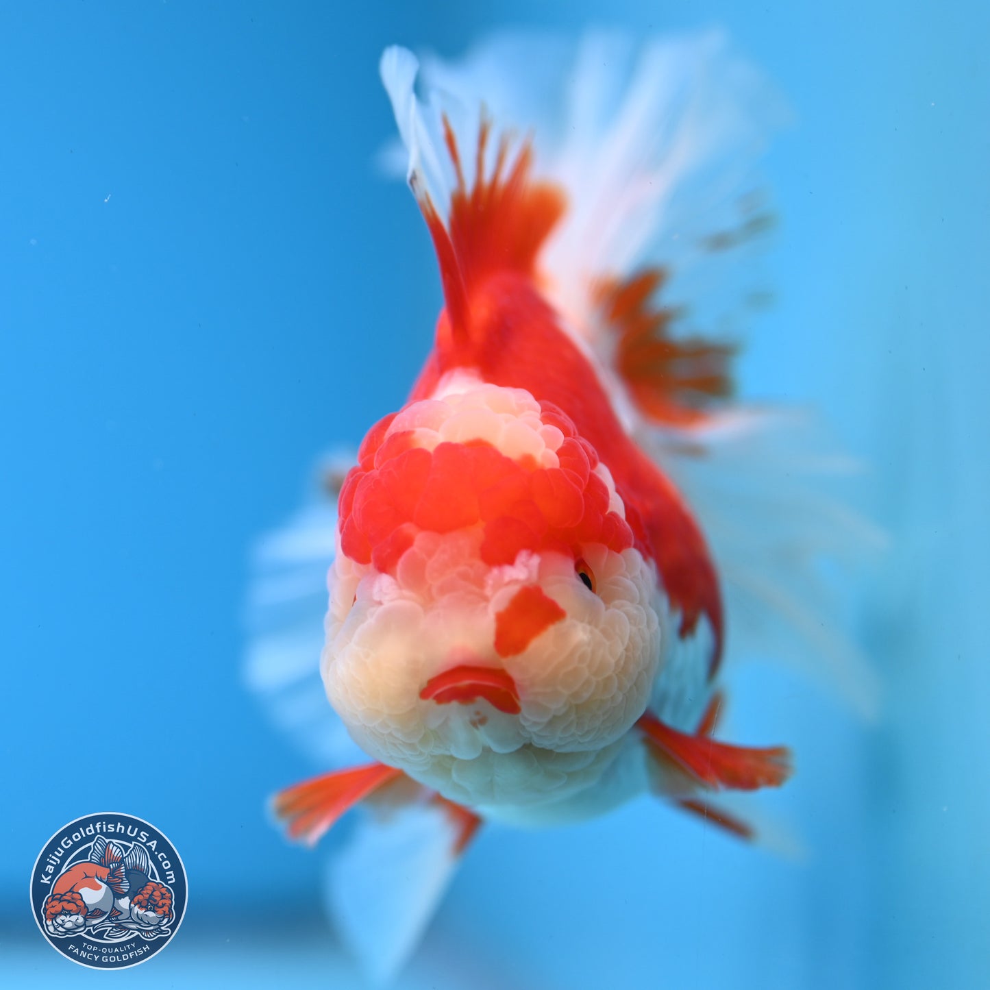 Jade Top Red White Orchid Tail Oranda 3.5 inches Body - Female (250228_OR06)