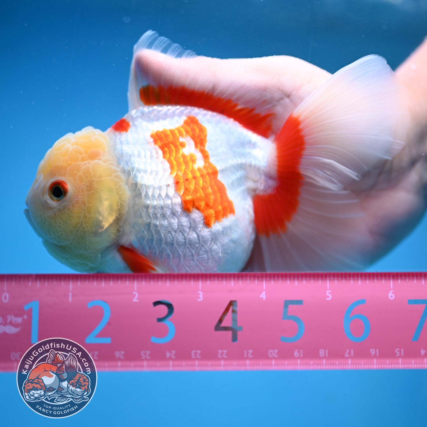 Jade Head Red White Oranda 4 inch Body (250919_OR06)