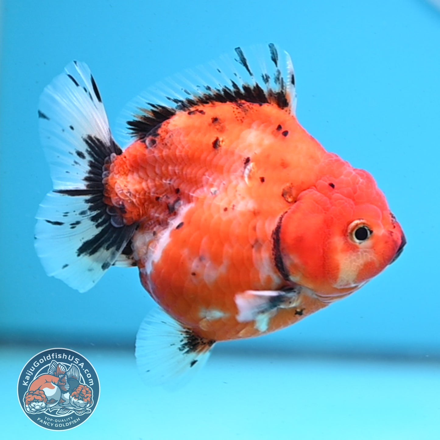 Shogun Tricolor Sakura Oranda 3.5 inches Body - Female (250418_OR06)