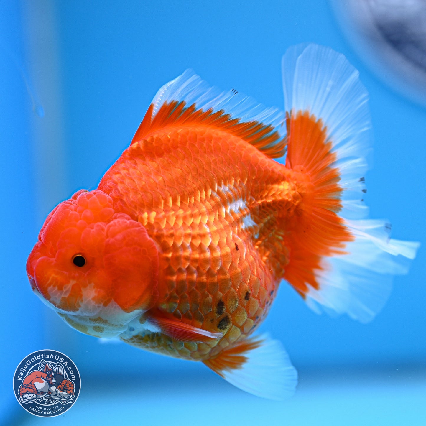 Red White Rose Tail Oranda 4.5 inches - Female (241129_OR06) - Kaiju Goldfish USA