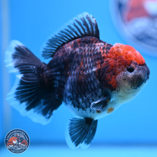 Kirin Rose Tail Oranda 5 inches (241025_OR06) - Kaiju Goldfish USA