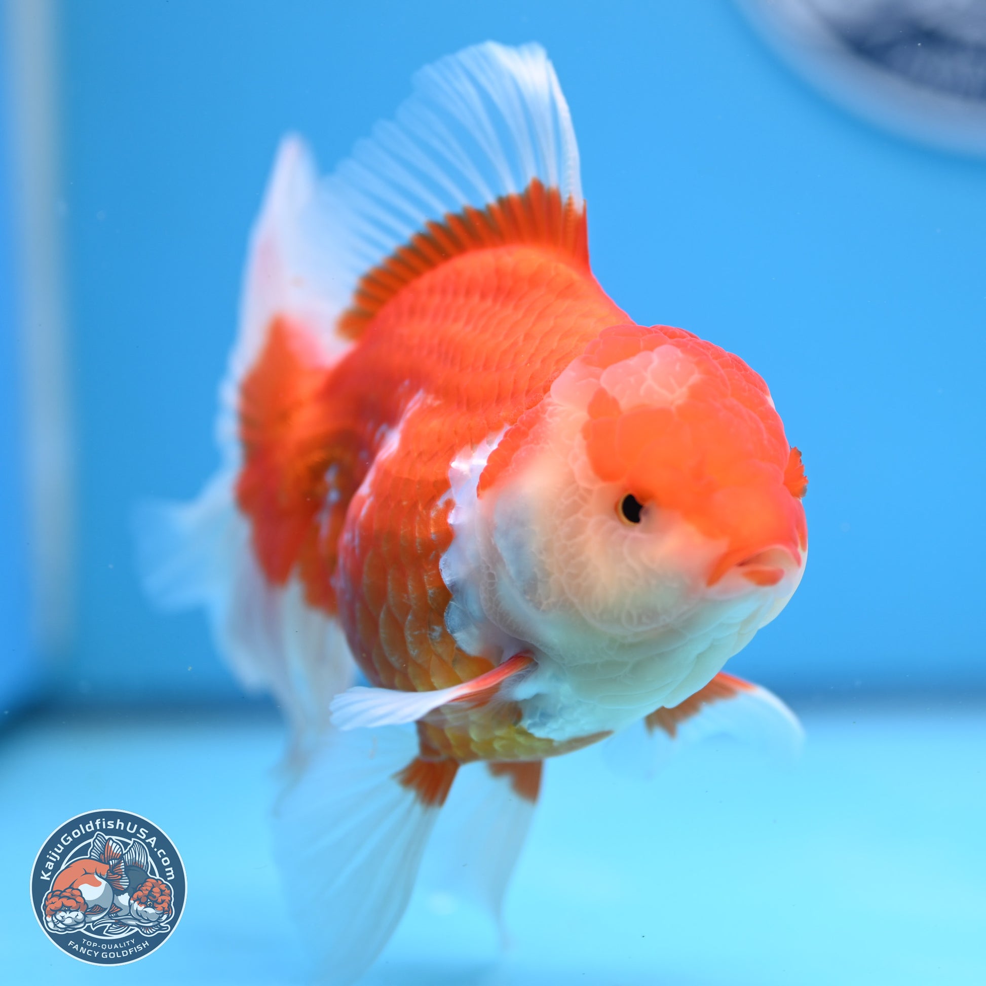 Red White Rose Tail Oranda 4-6 inches (240913_OR06) - Kaiju Goldfish USA