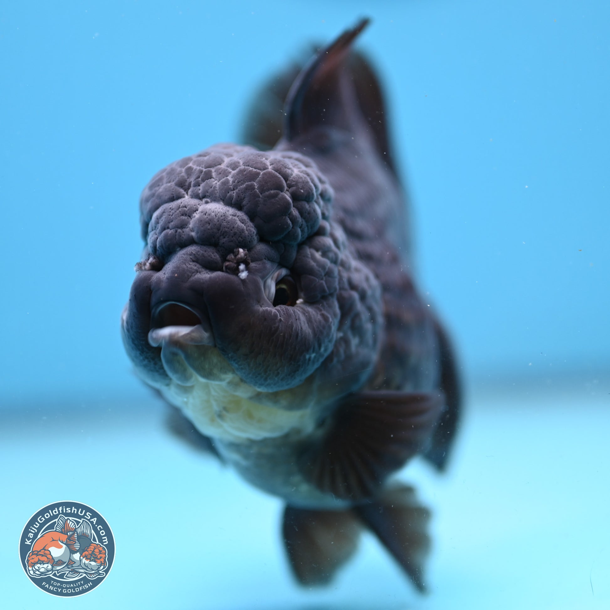 Black Rose Tail Oranda 5 inches - Female (241206_OR06) - Kaiju Goldfish USA