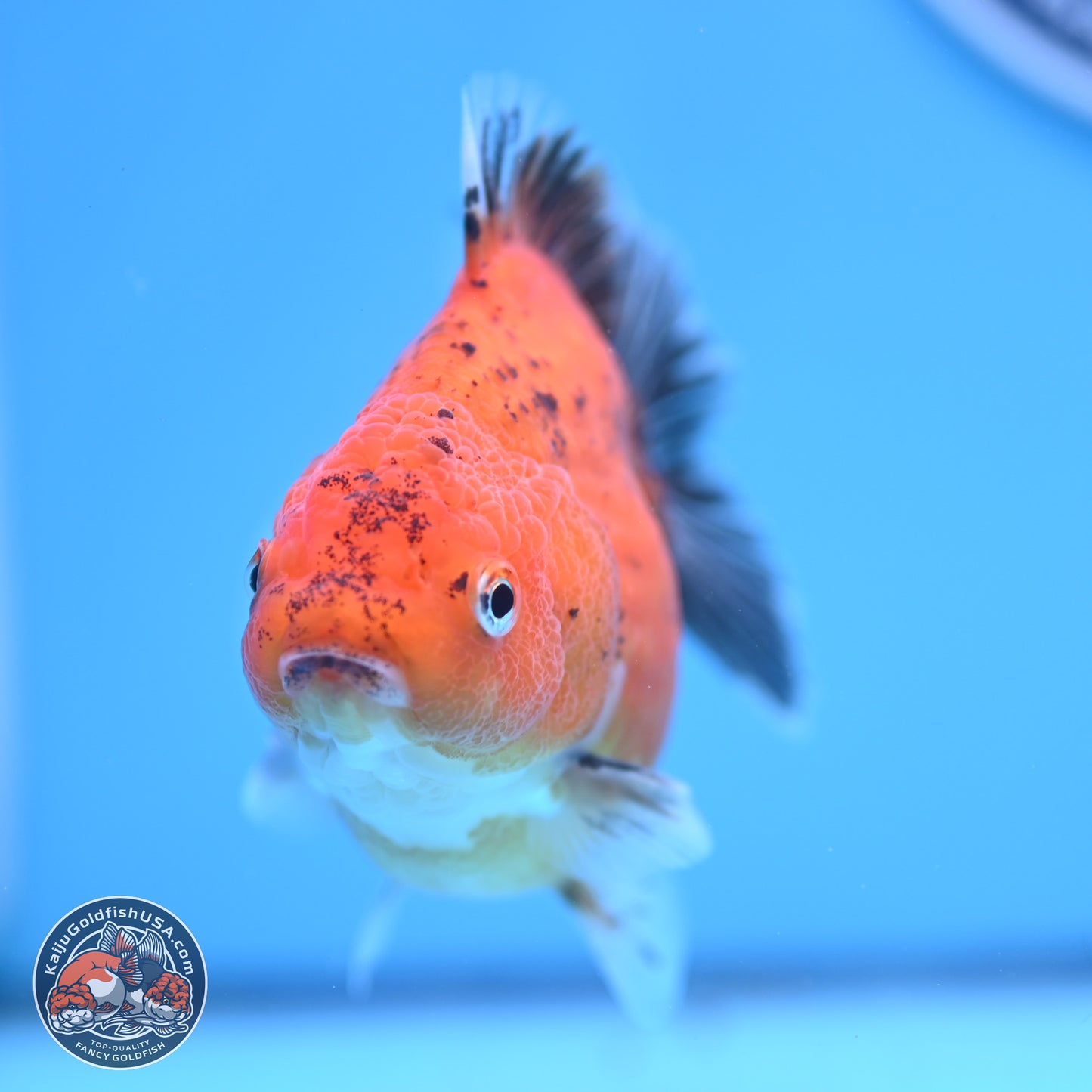 Shogun Tricolor Sakura YuanBao Oranda 3.75in Body (240802_OR06) - Kaiju Goldfish USA