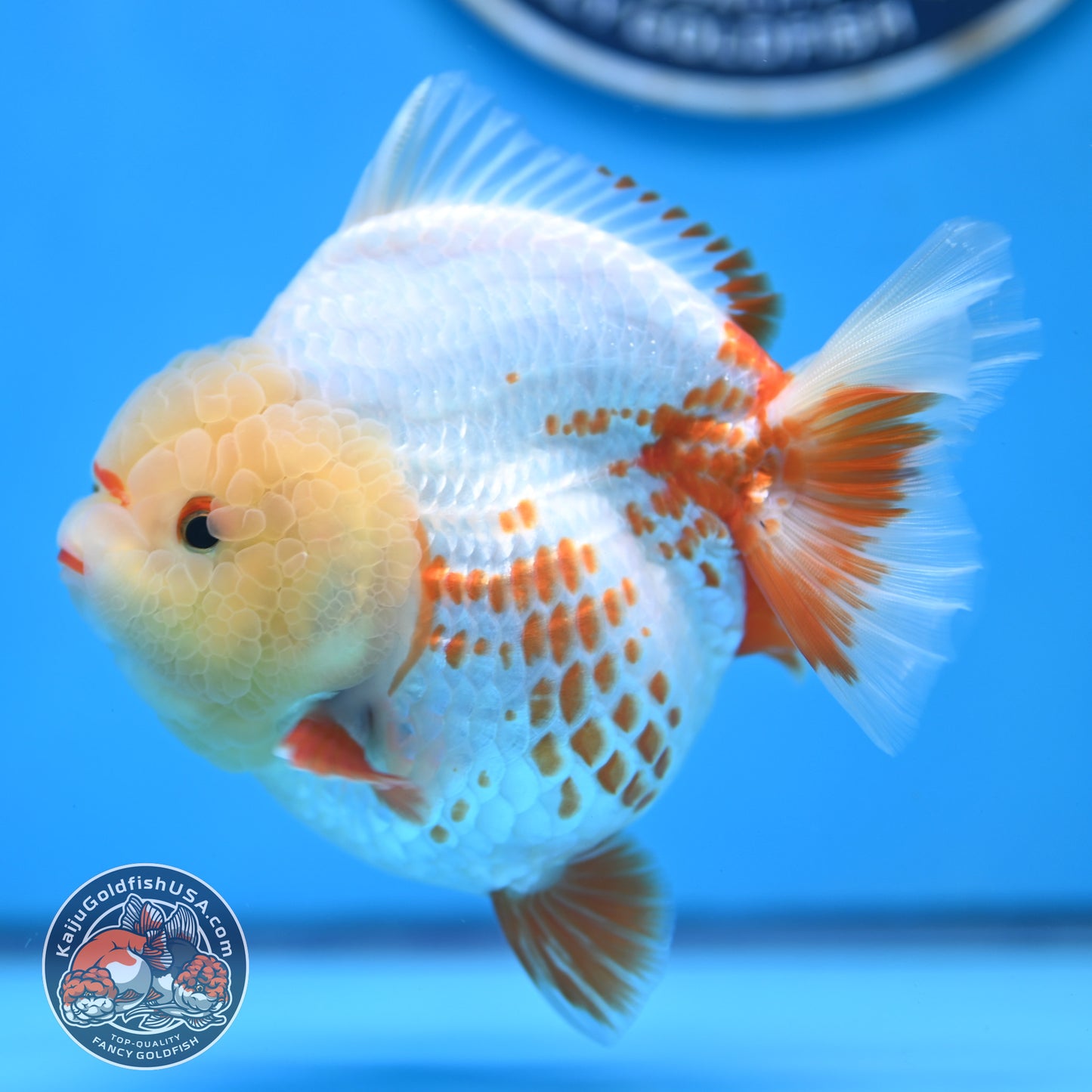 Deer Spot Red White YuanBao Oranda 3.7 inches Body (250516_OR06)