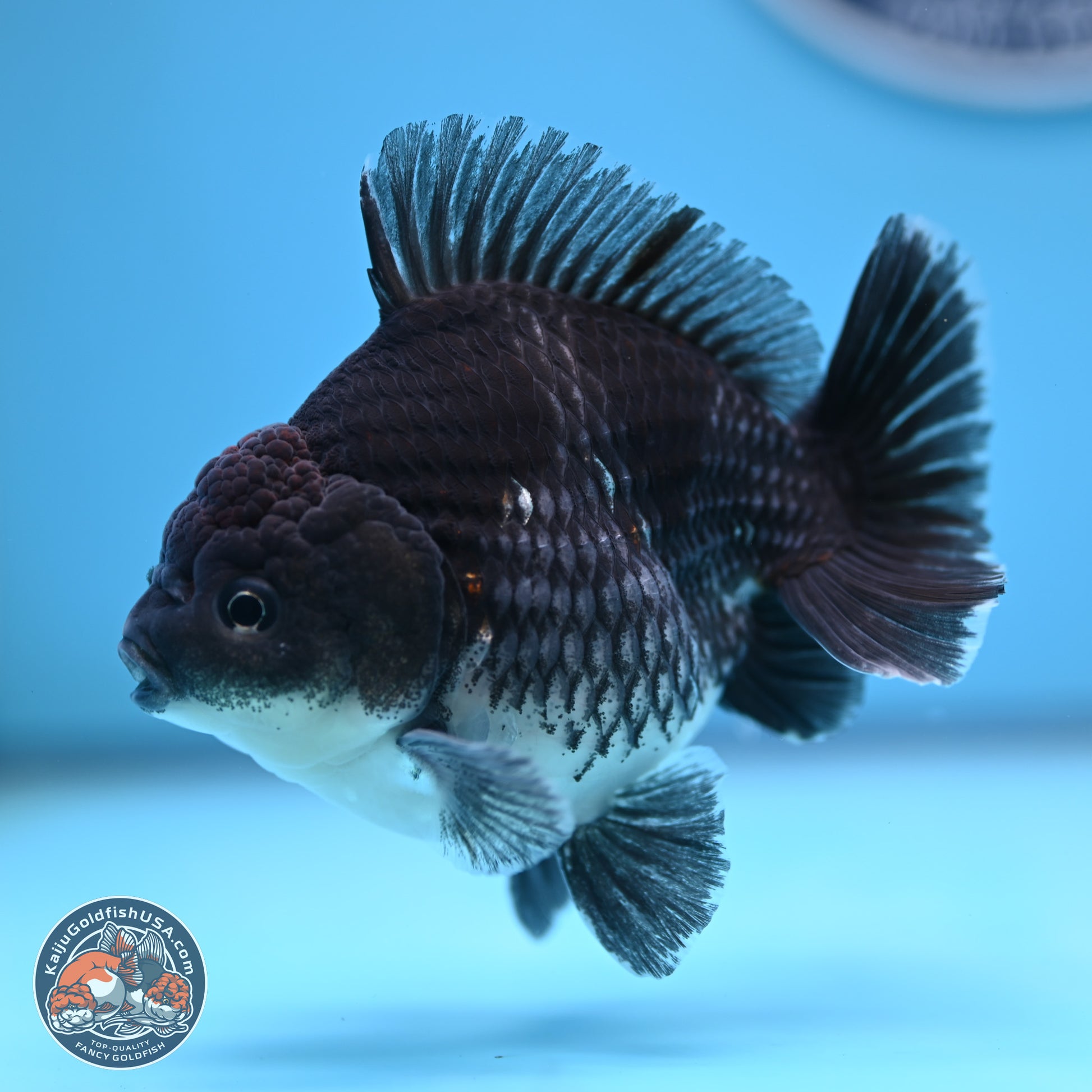 Shogun Kirin Oranda 3.5-4.5 in (241011_OR06) - Kaiju Goldfish USA