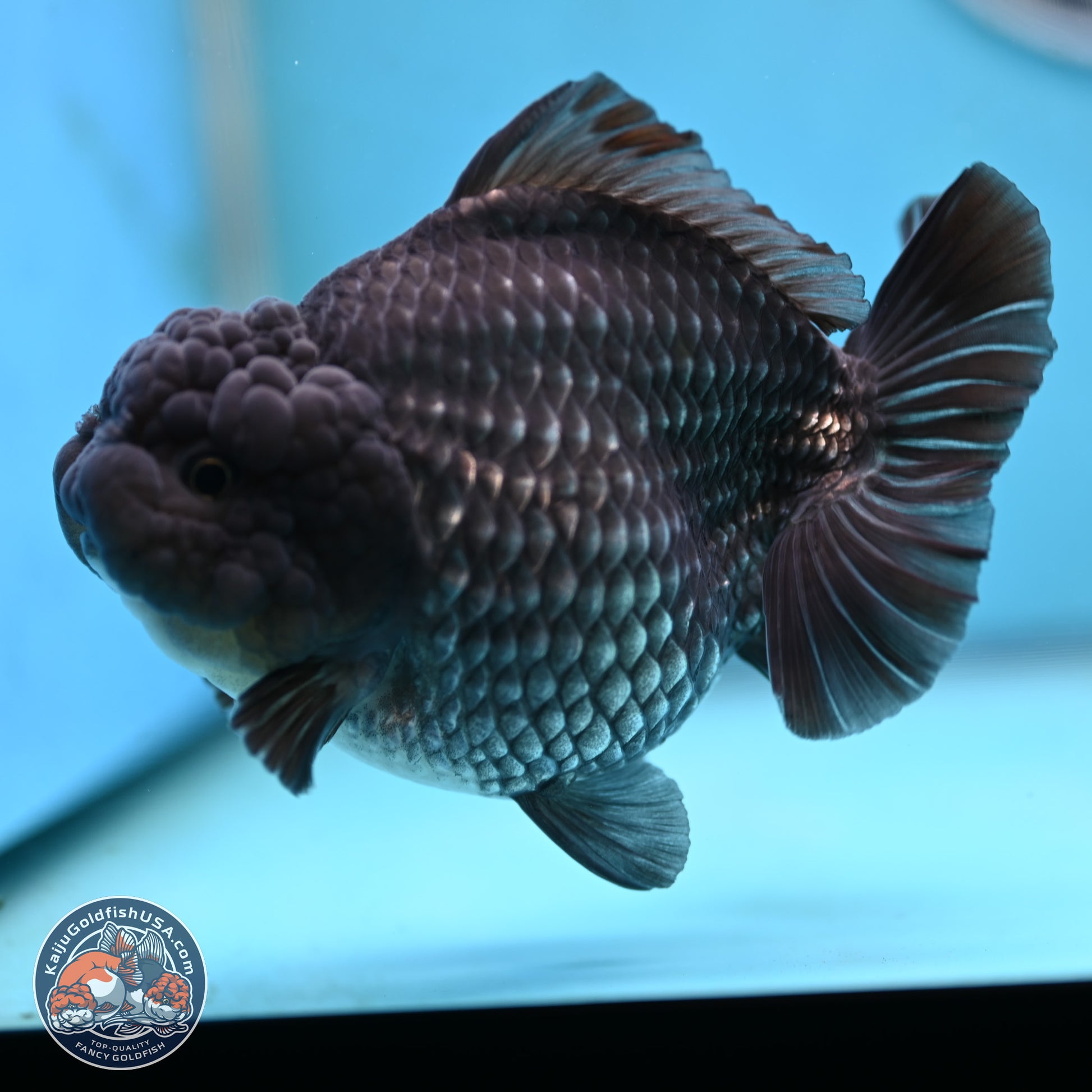 Big Black Metallic YuanBao Oranda 4.5 inches Body - Female (250117_OR06) - Kaiju Goldfish USA