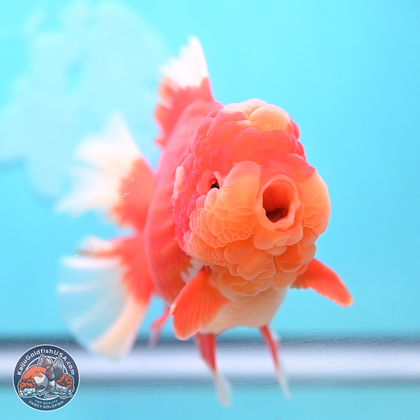 Jumbo Rose Tail Jade Seal Red White Oranda 5.5 inches Body - Female (250131_OR06)