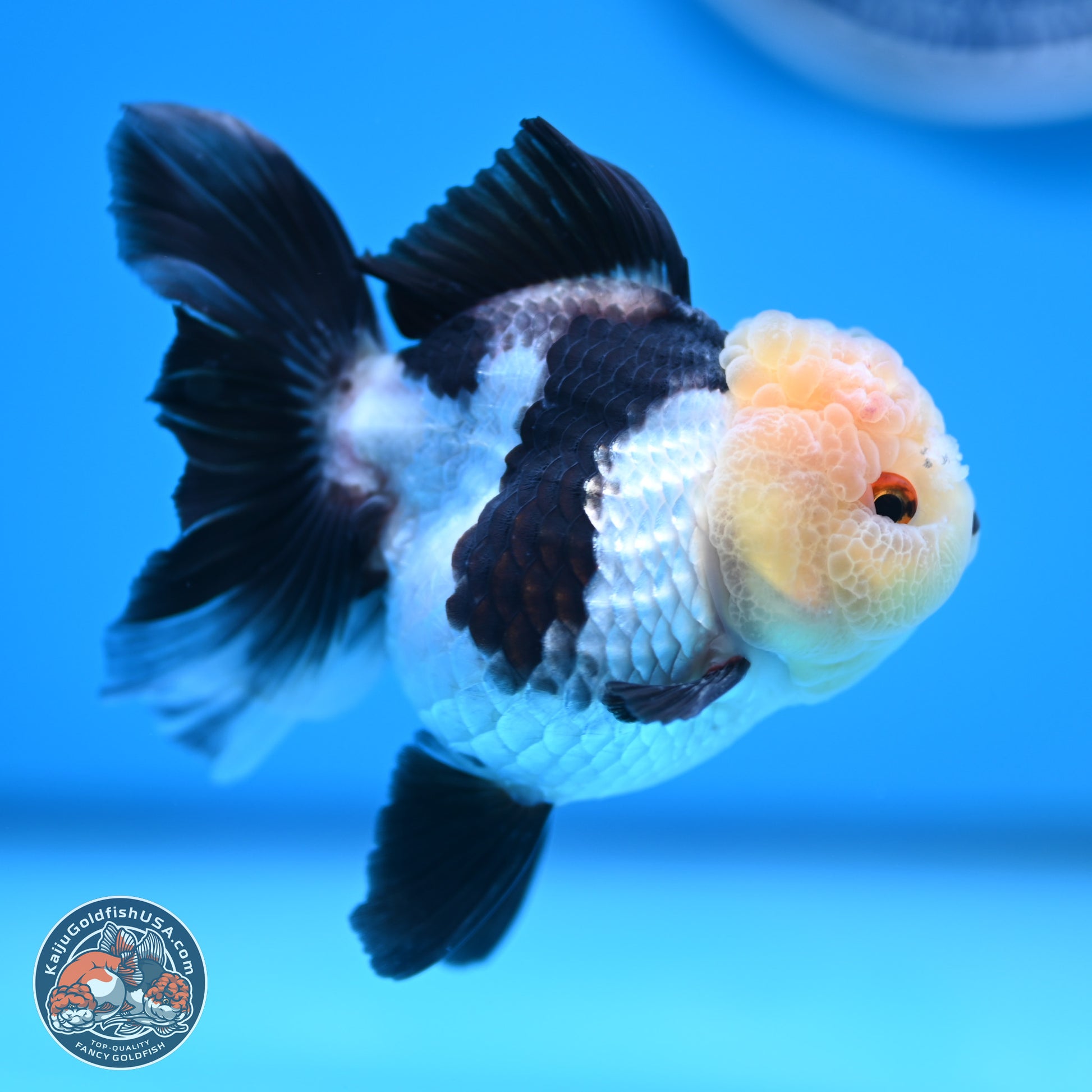 Panda Rose Tail Oranda 4 inches (241101_OR06) - Kaiju Goldfish USA