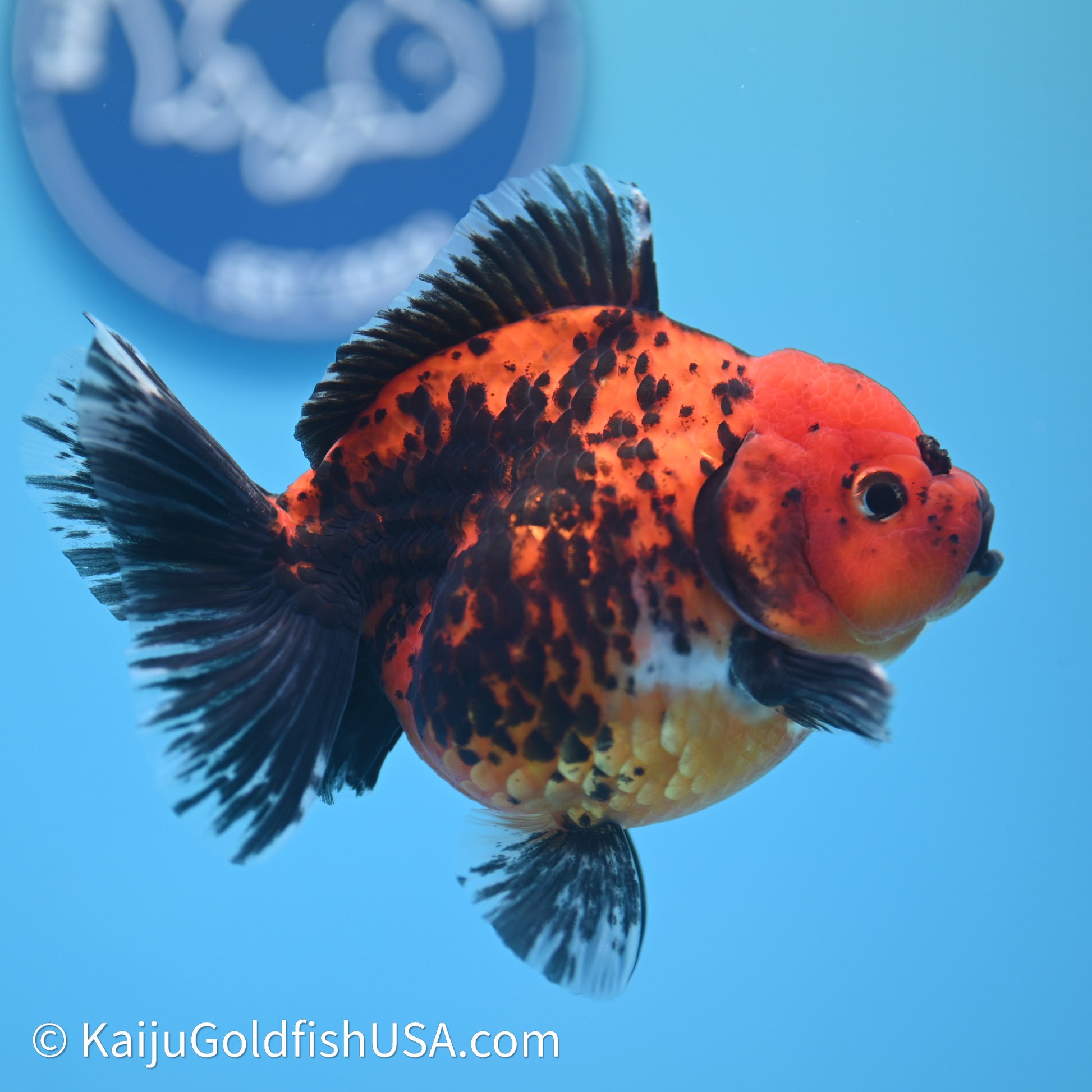 Shogun Godzilla Apache Oranda 3.75in Body (240614_OR06) - Kaiju Goldfish USA