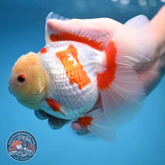 Jade Head Red White Oranda 4 inch Body (250919_OR06)